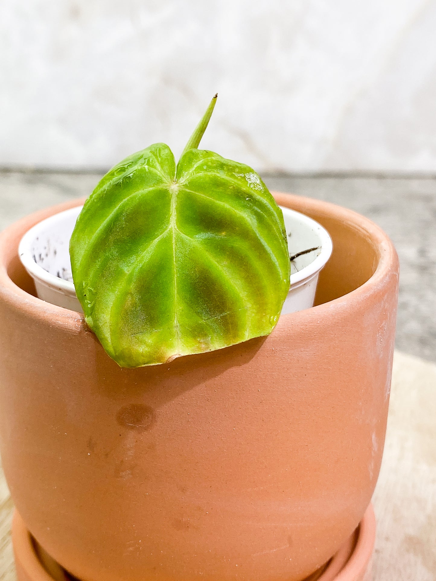 Philodendron Verrucosum Tambillo slightly rooted 1 leaf 1 sprout