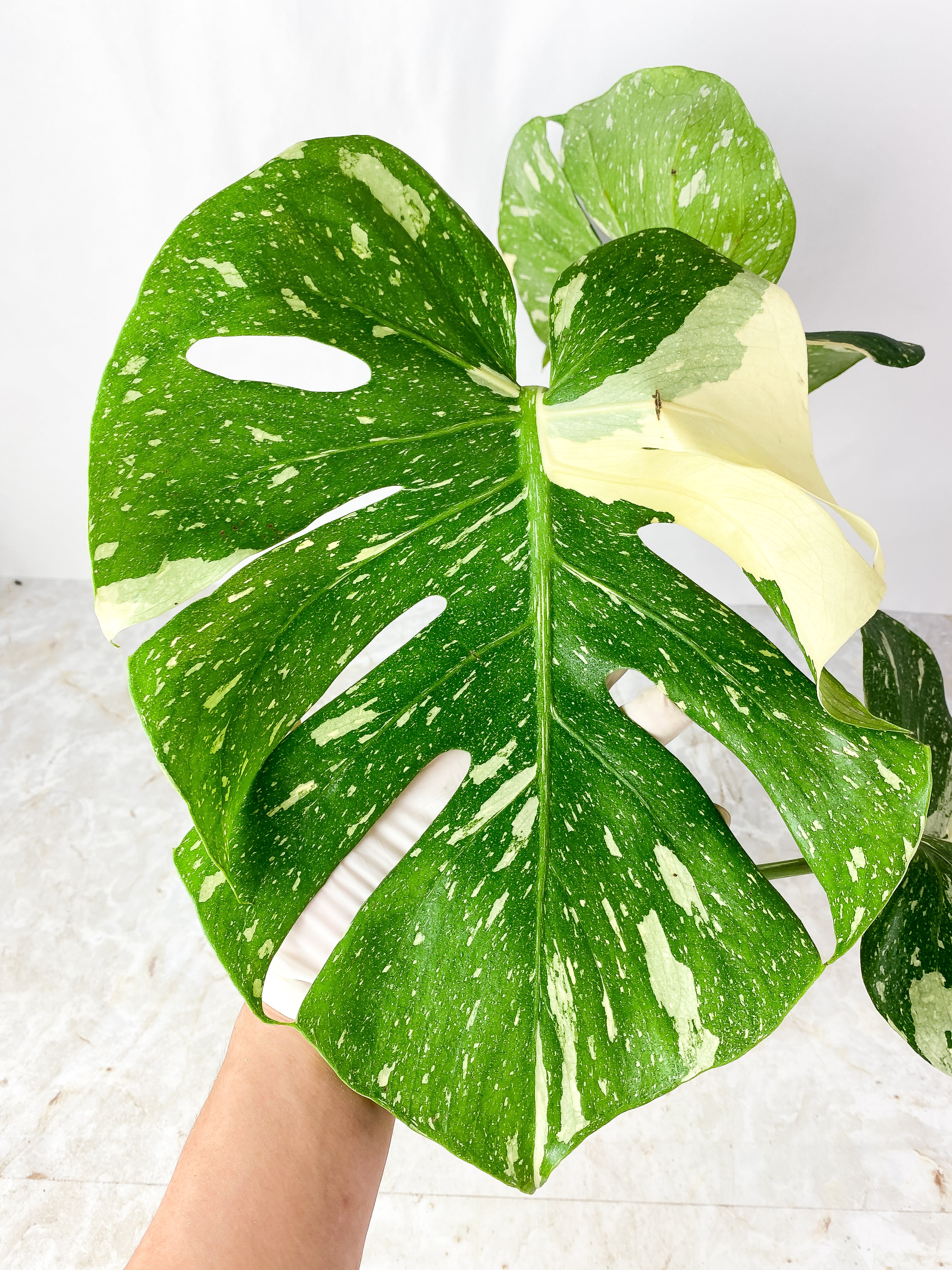 Monstera Thai Constellation rooted 3 big leaves (14") Highly Variegated