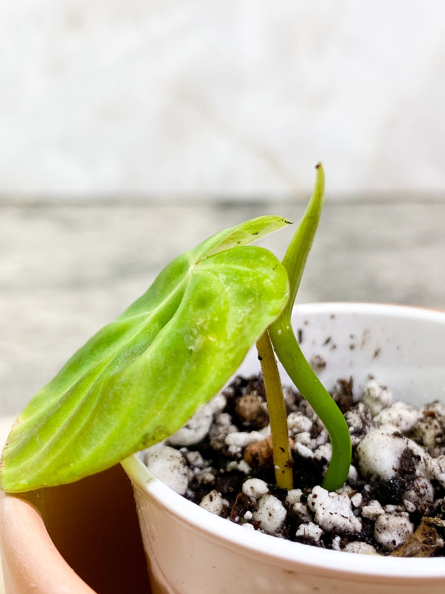 Philodendron Verrucosum Tambillo slightly rooted 1 leaf 1 sprout