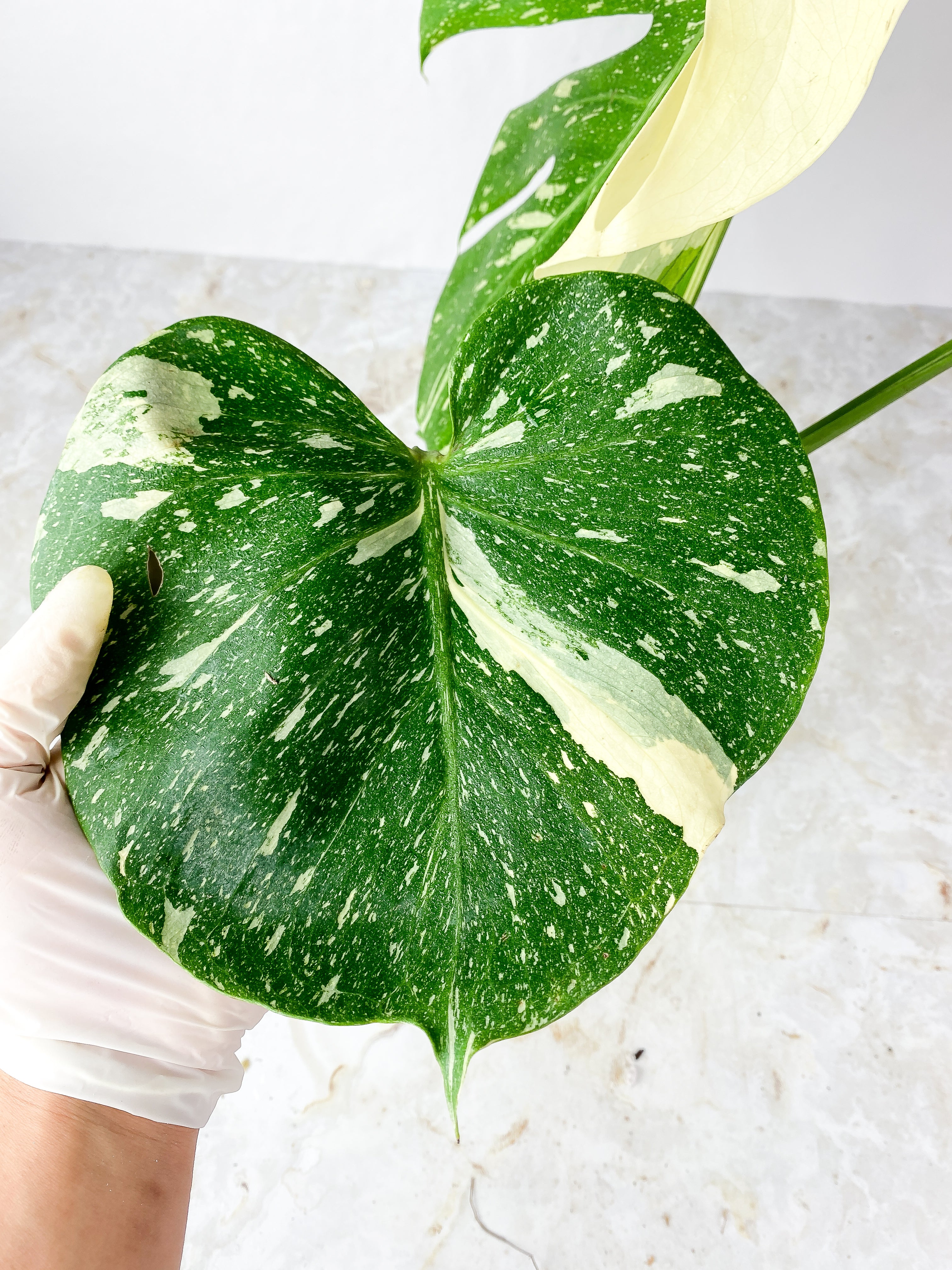 Monstera Thai Constellation rooted 3 big leaves (14") Highly Variegated