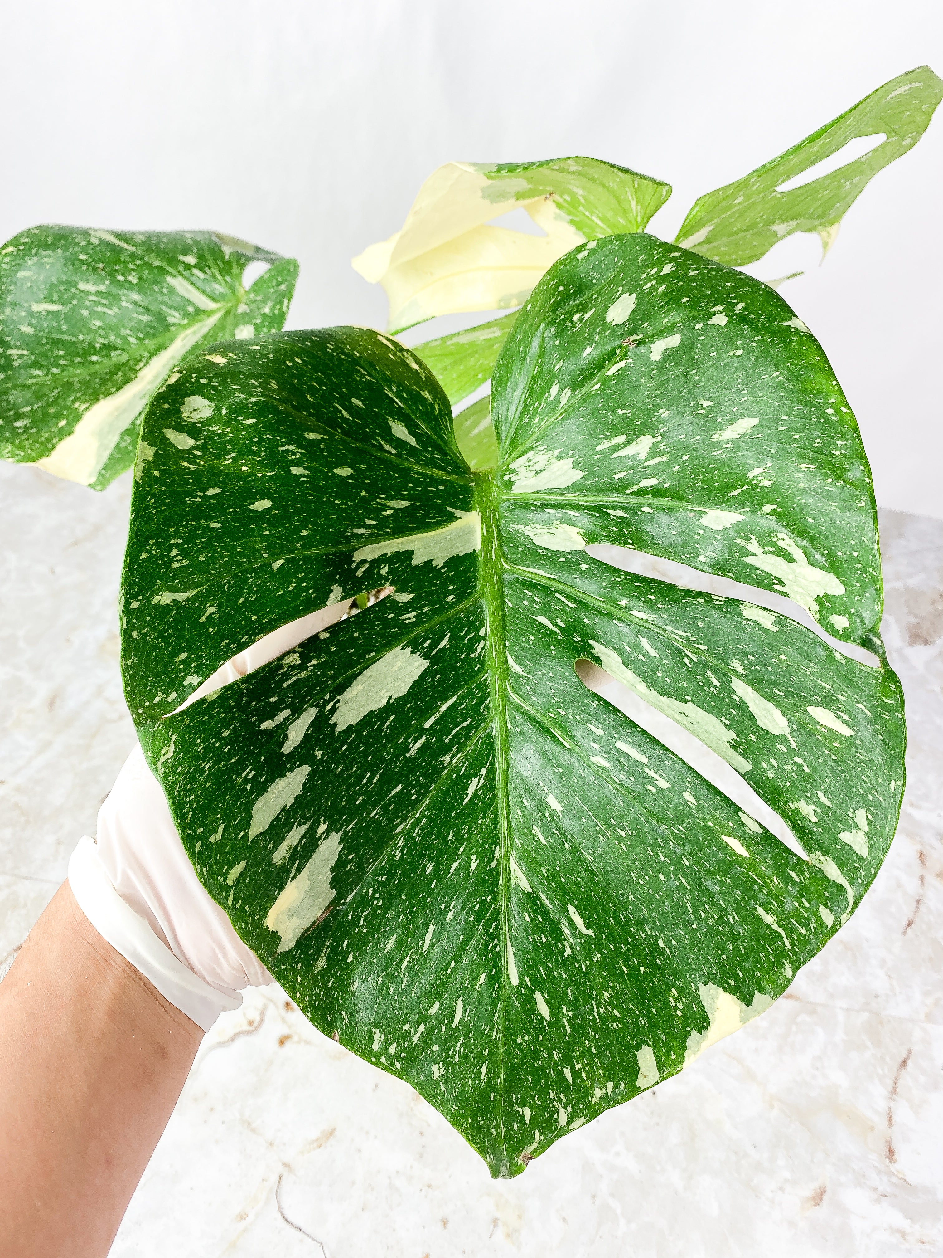 Monstera Thai Constellation rooted 3 big leaves (14") Highly Variegated