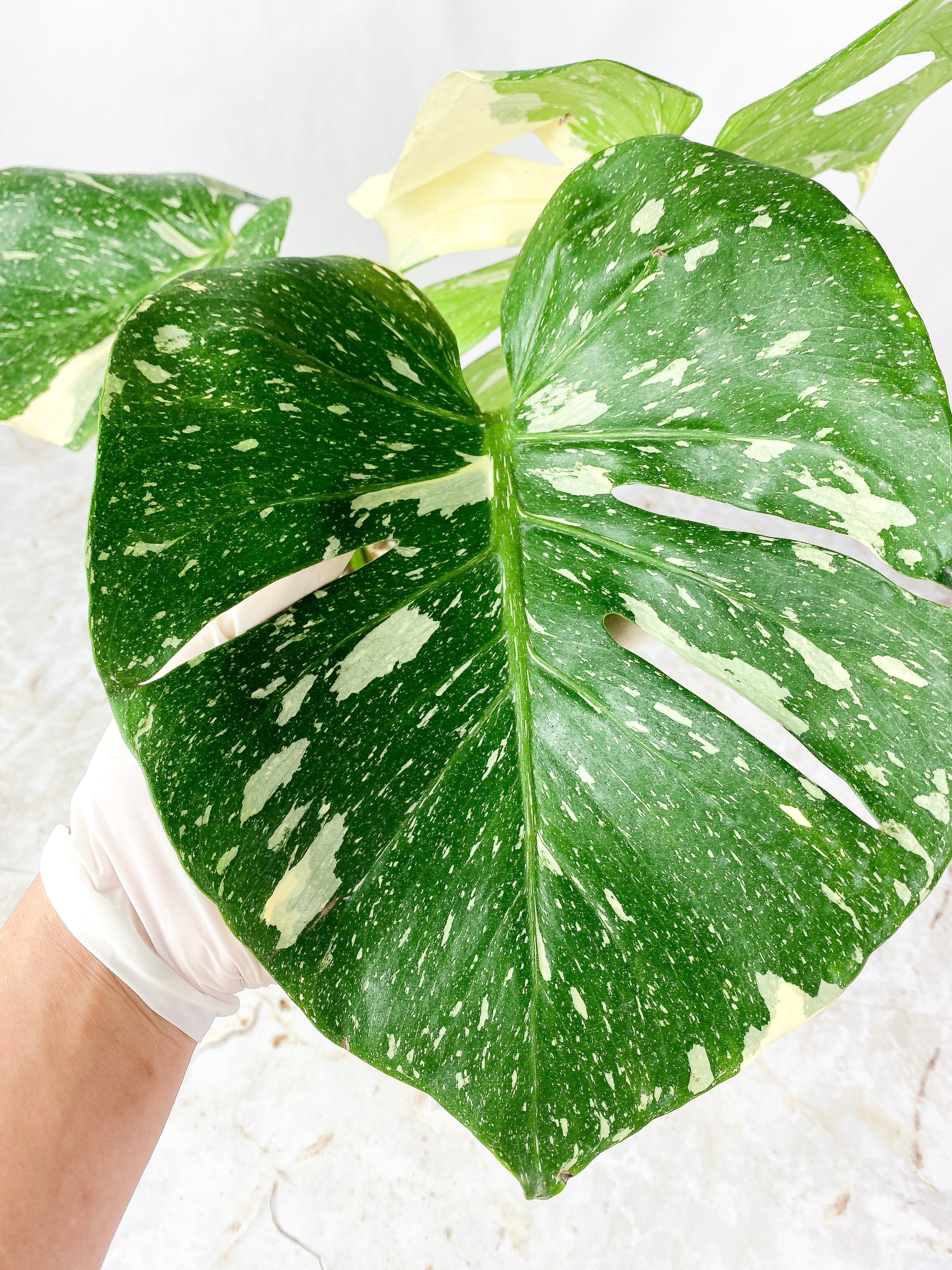 Monstera Thai Constellation rooted 3 big leaves (14") Highly Variegated