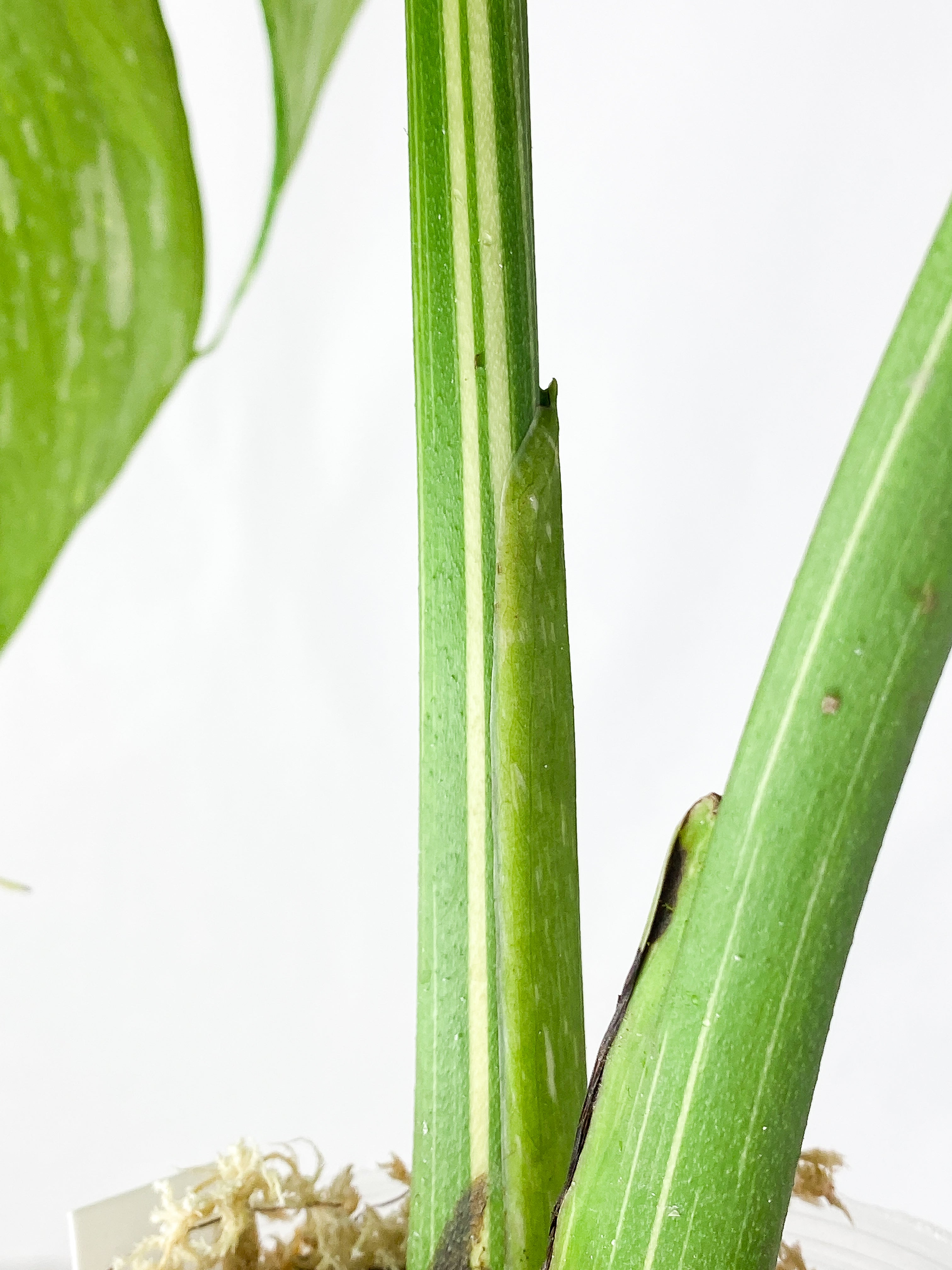 Monstera Thai Constellation rooted 3 big leaves (14") Highly Variegated