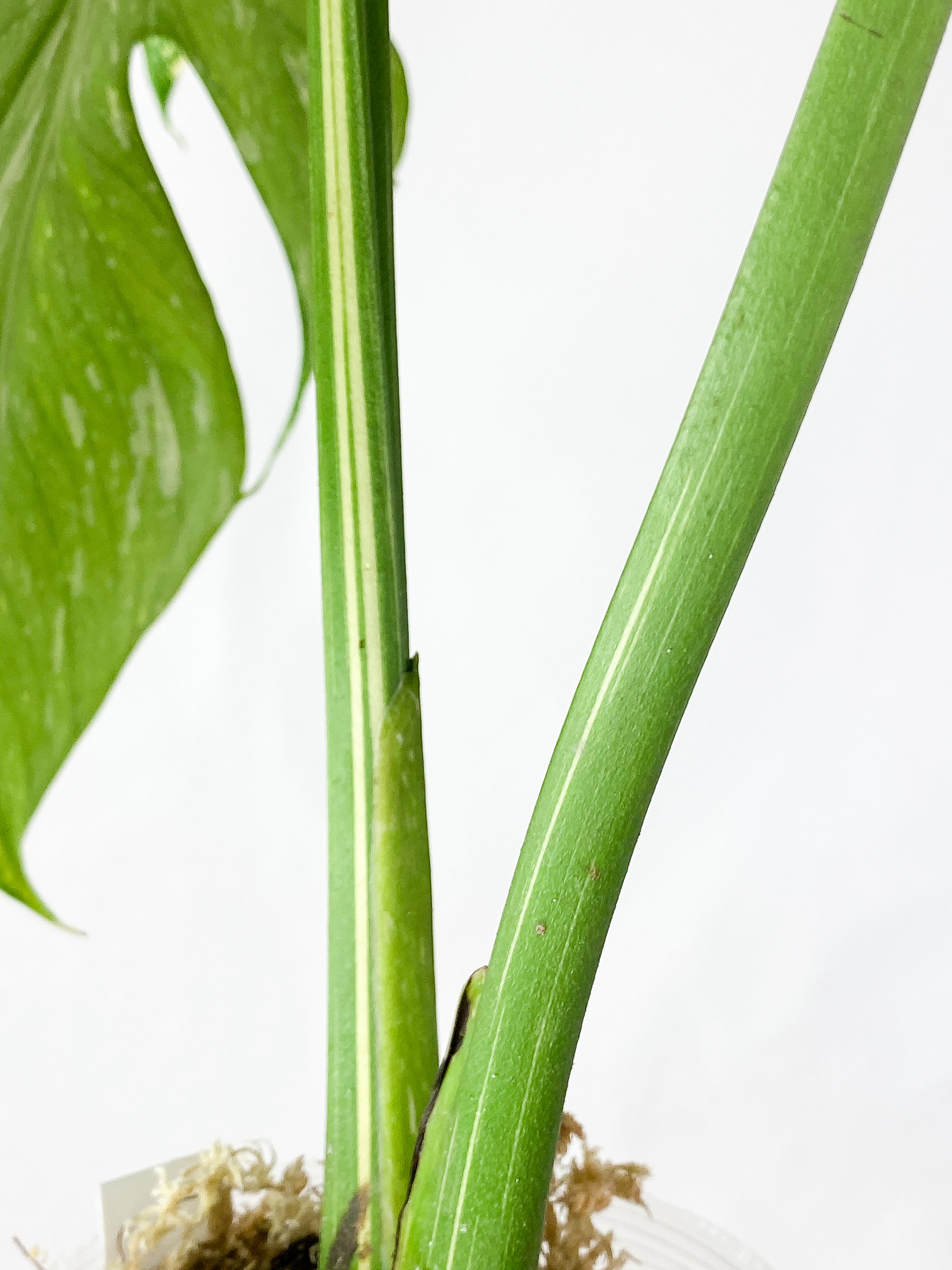 Monstera Thai Constellation rooted 3 big leaves (14") Highly Variegated