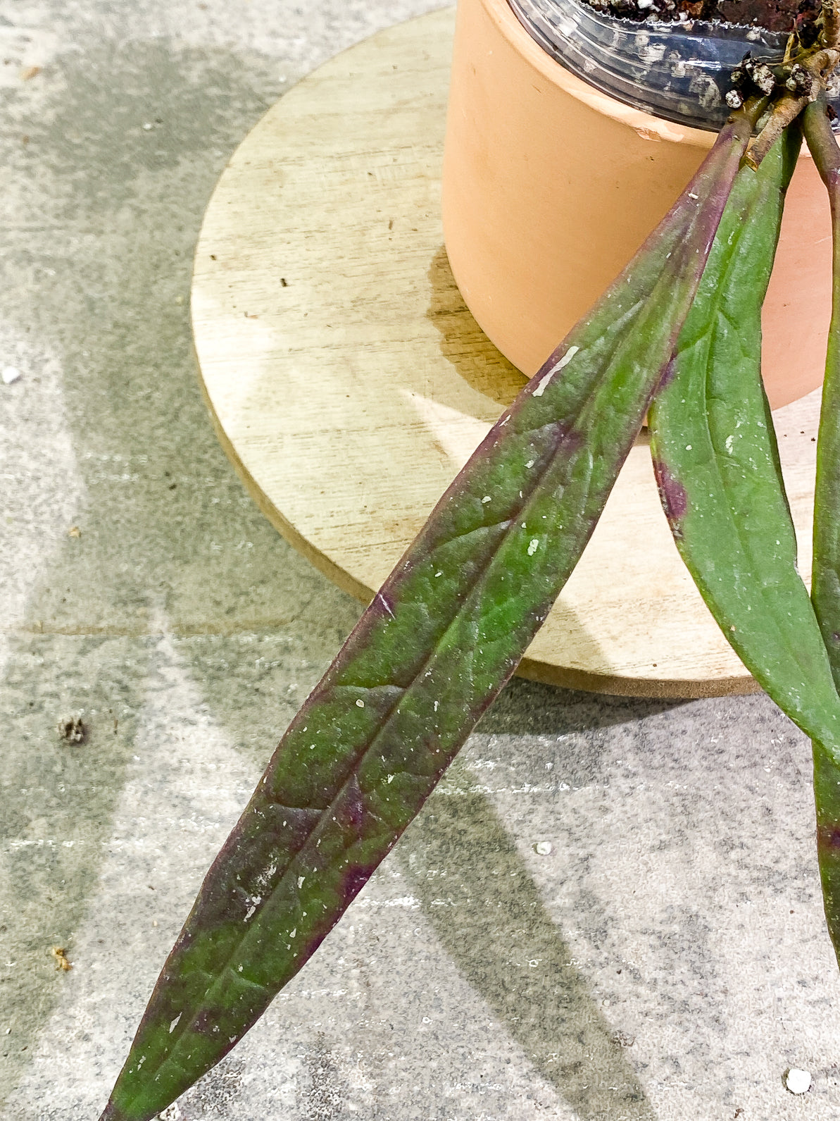 Hoya Sulawesiana 3 leaves rooted