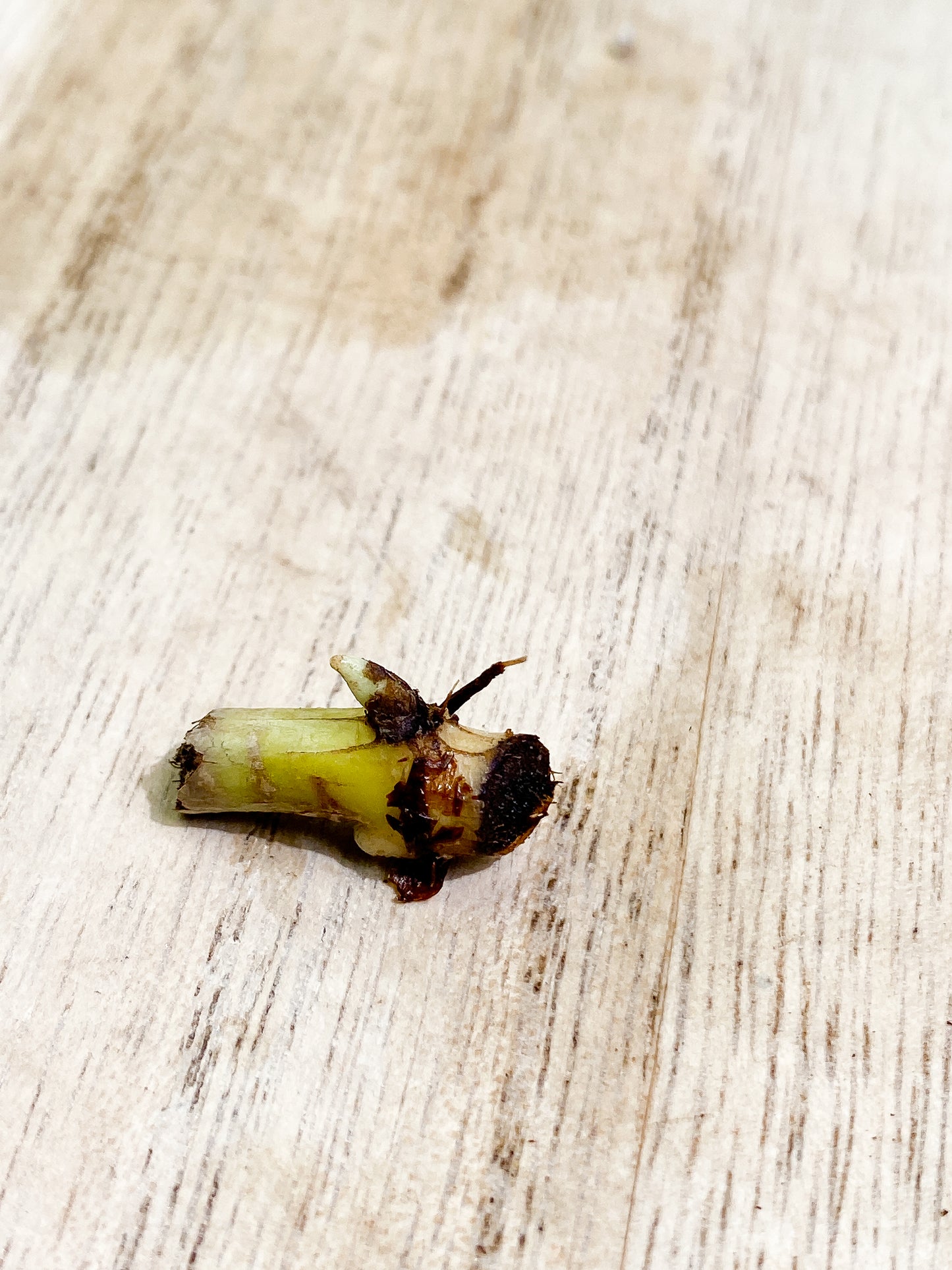 Philodendron Verrucosum glow   unrooted node  1 bud