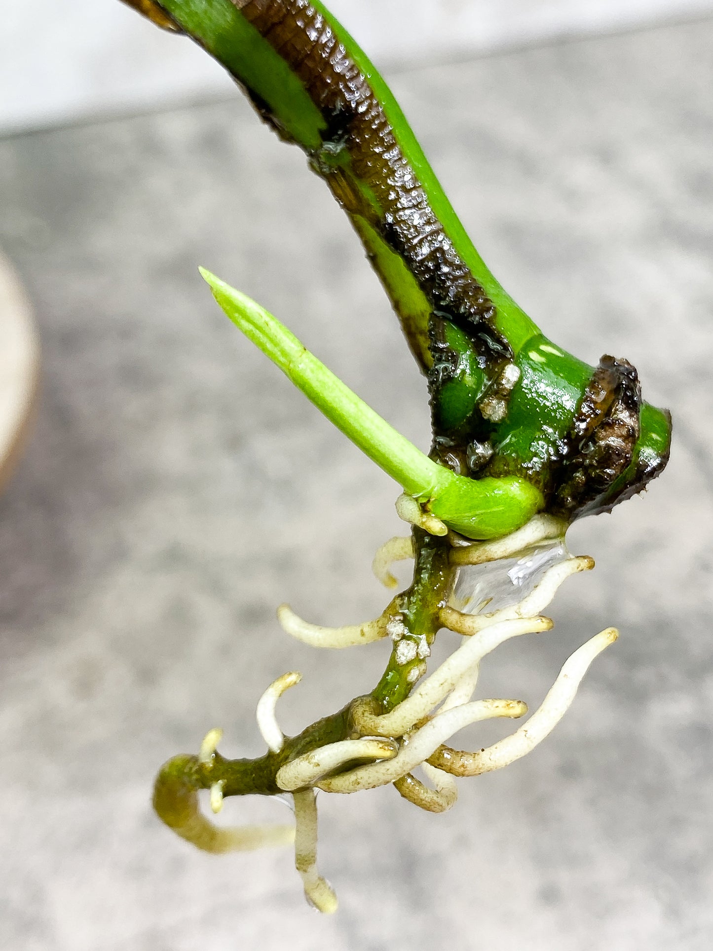 Monstera Thai Constellation 2 sprouts Slightly Rooted node