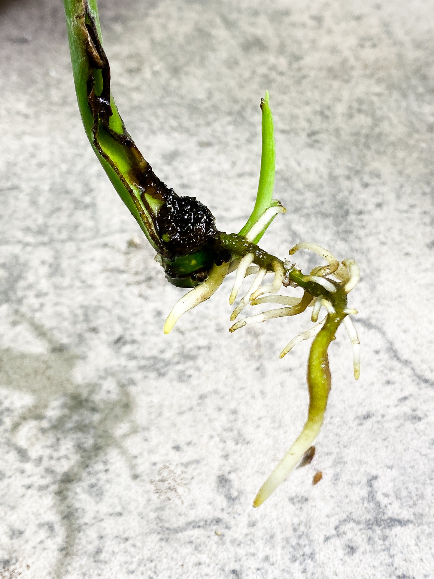 Monstera Thai Constellation 2 sprouts Slightly Rooted node