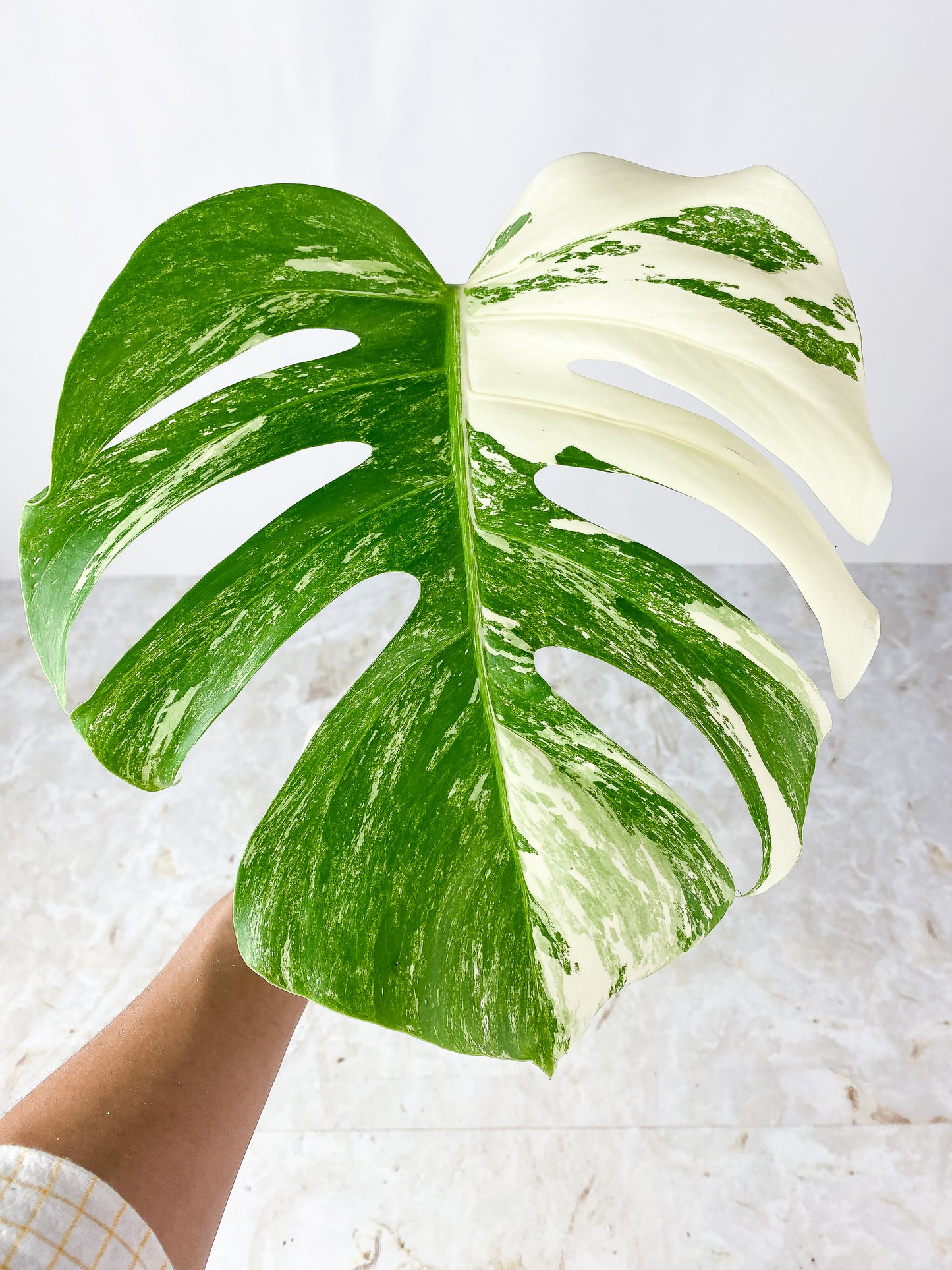 Monstera Albo Rooting 1 highly variegated leaf. top cutting
