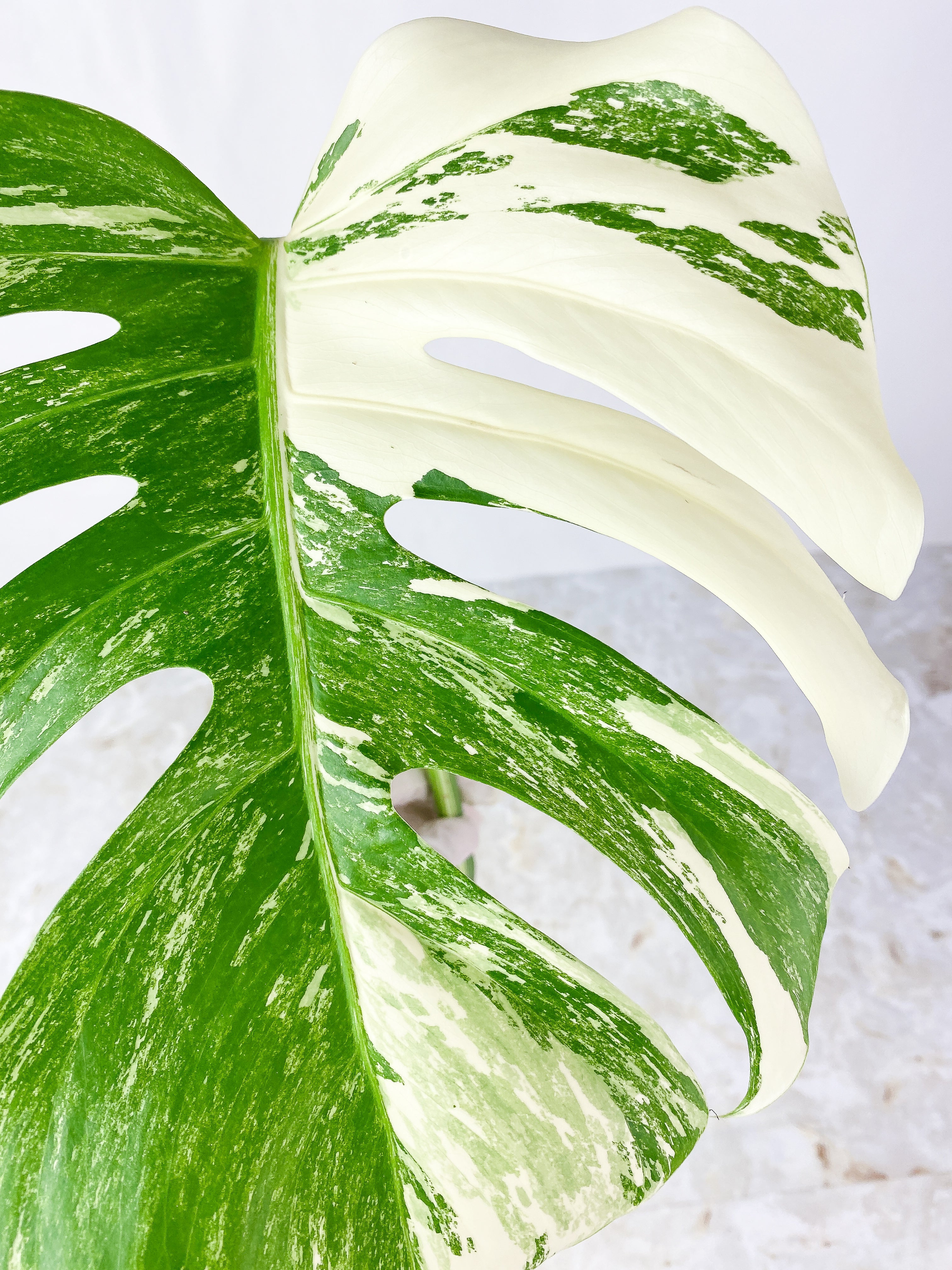 Monstera Albo Rooting 1 highly variegated leaf. top cutting