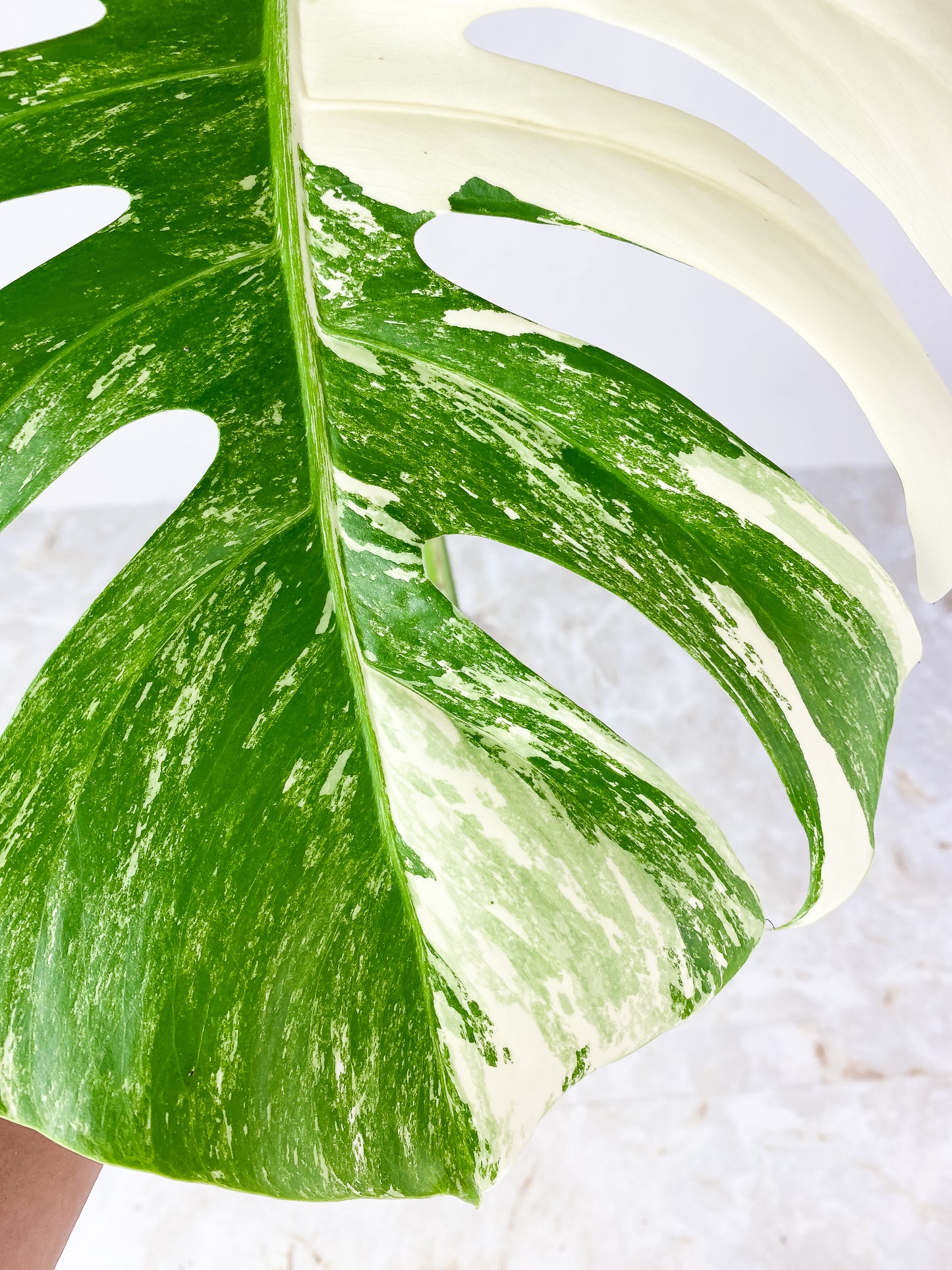 Monstera Albo Rooting 1 highly variegated leaf. top cutting