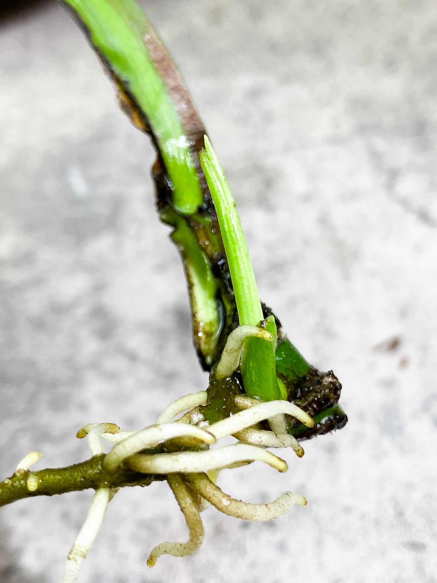 Monstera Thai Constellation 2 sprouts Slightly Rooted node