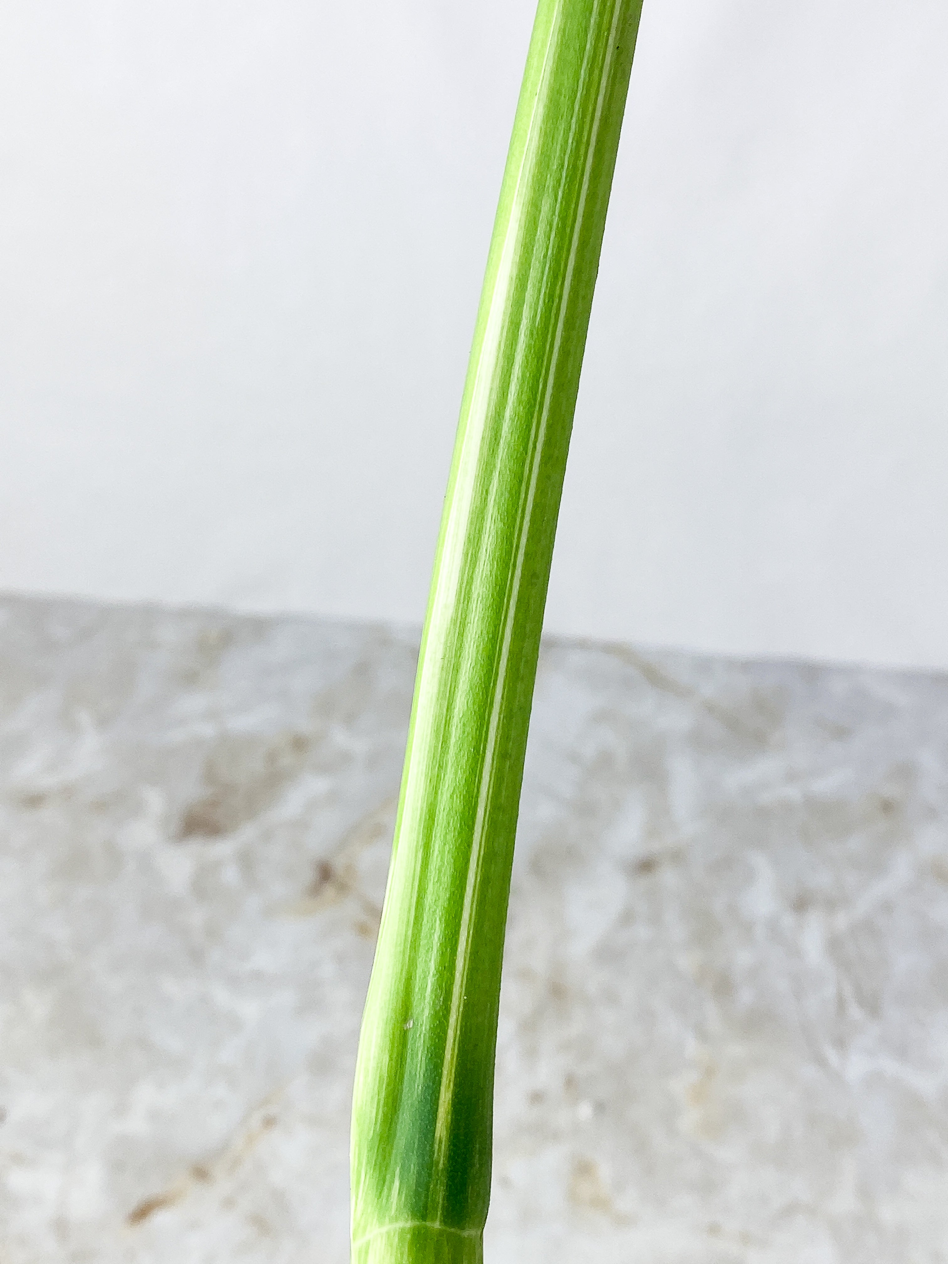 Monstera Albo Rooting 1 highly variegated leaf. top cutting