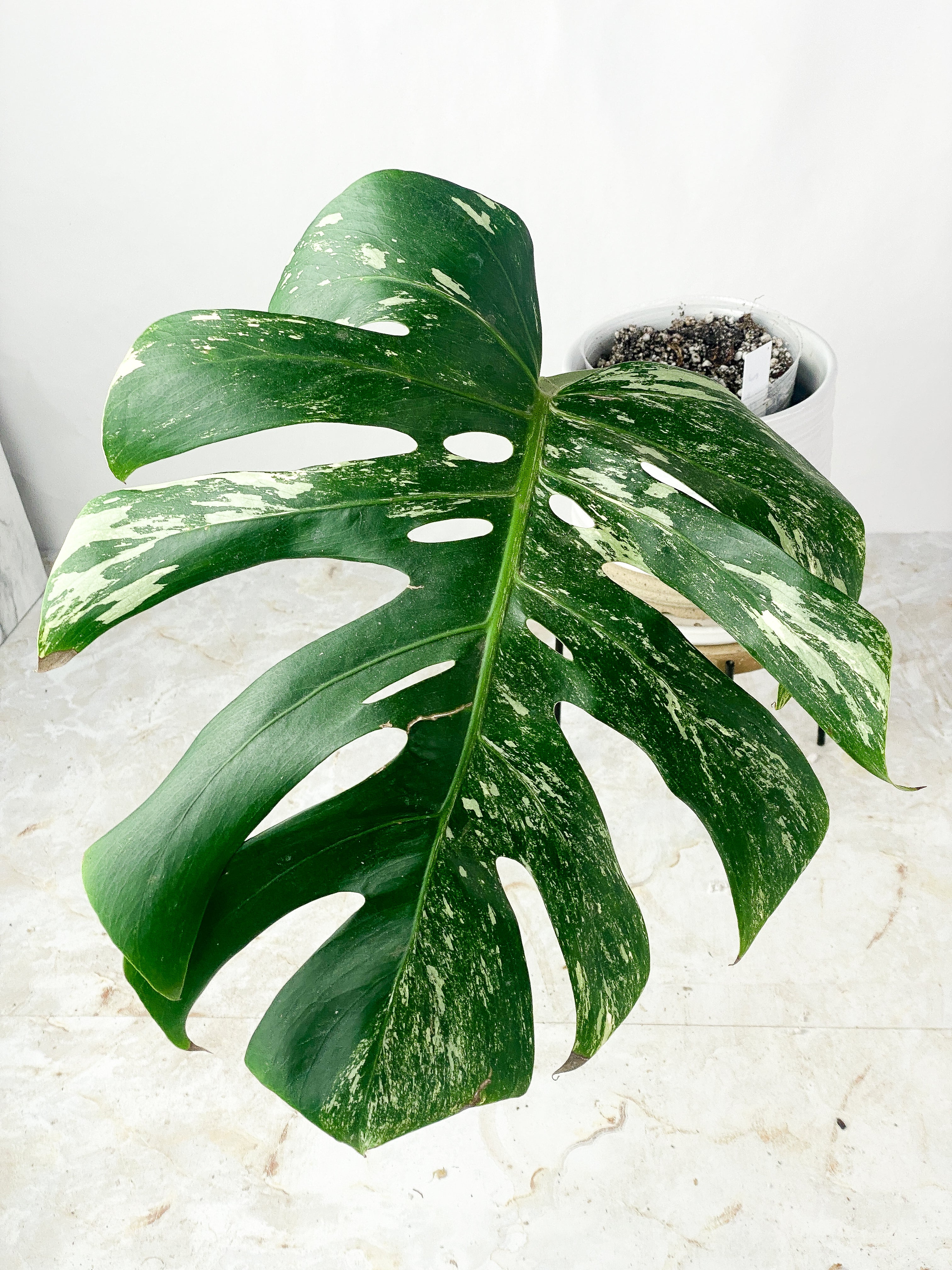 Monstera Albo Rooted 1 huge leaf 14"