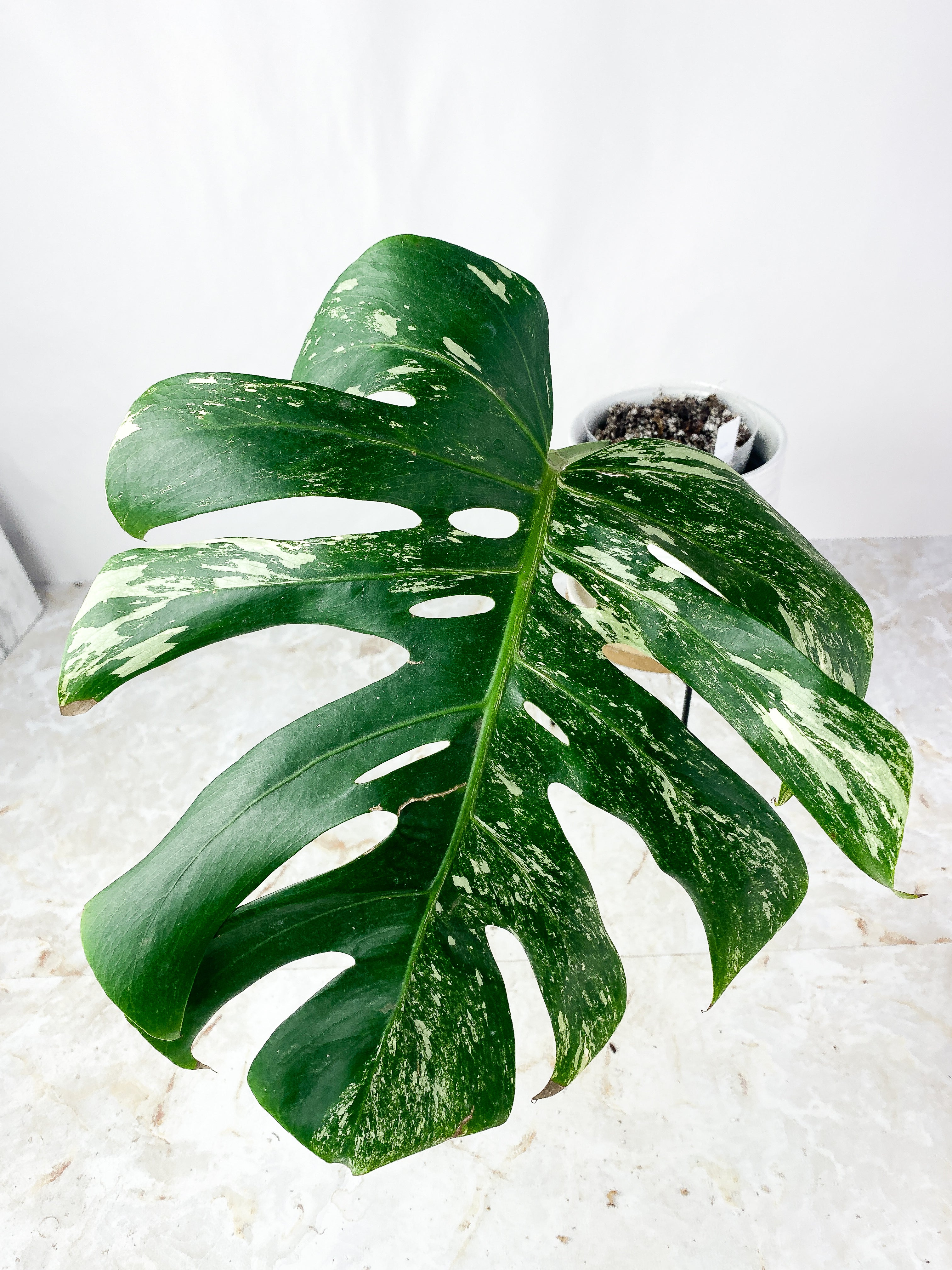 Monstera Albo Rooted 1 huge leaf 14"