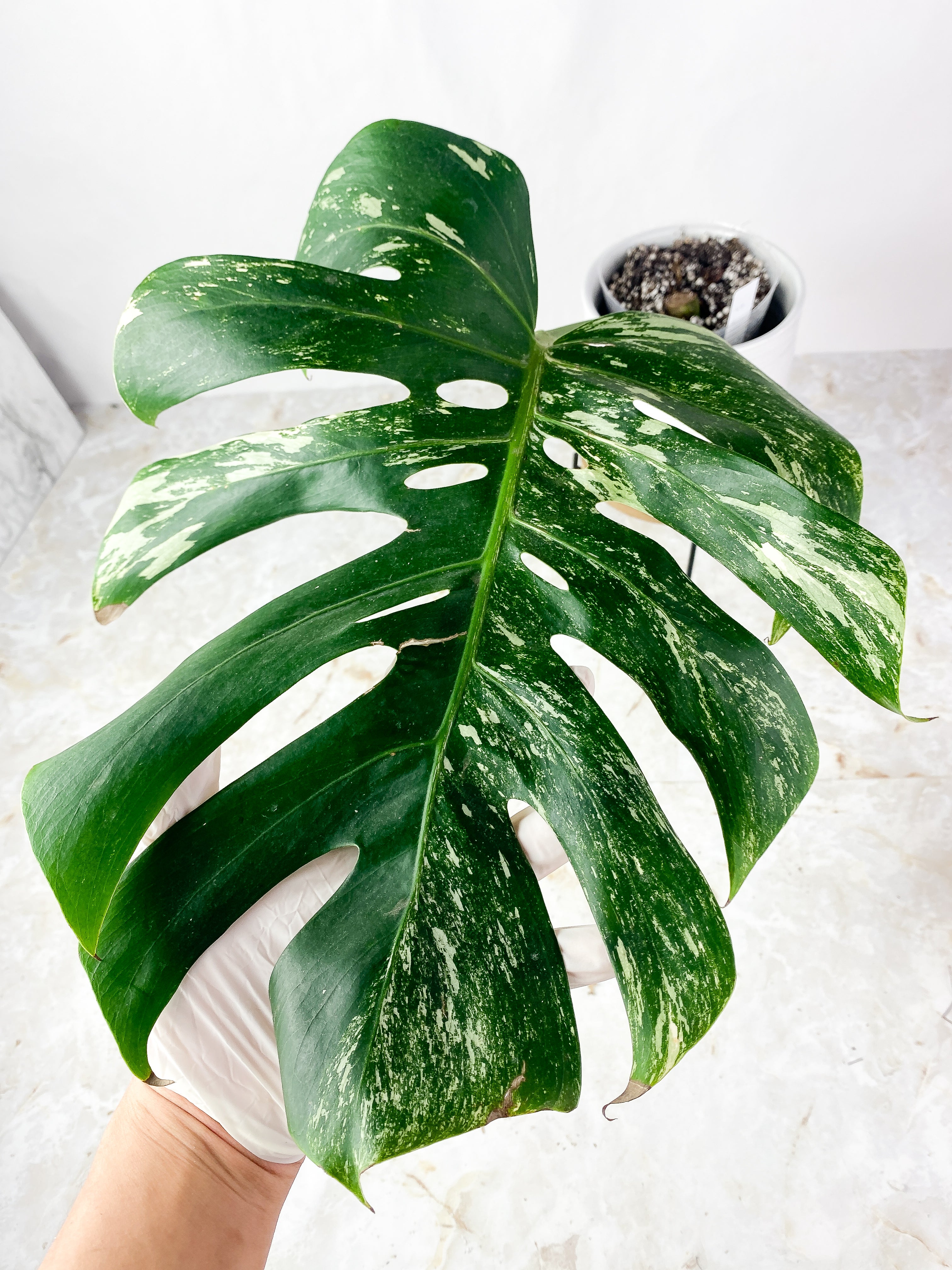 Monstera Albo Rooted 1 huge leaf 14"