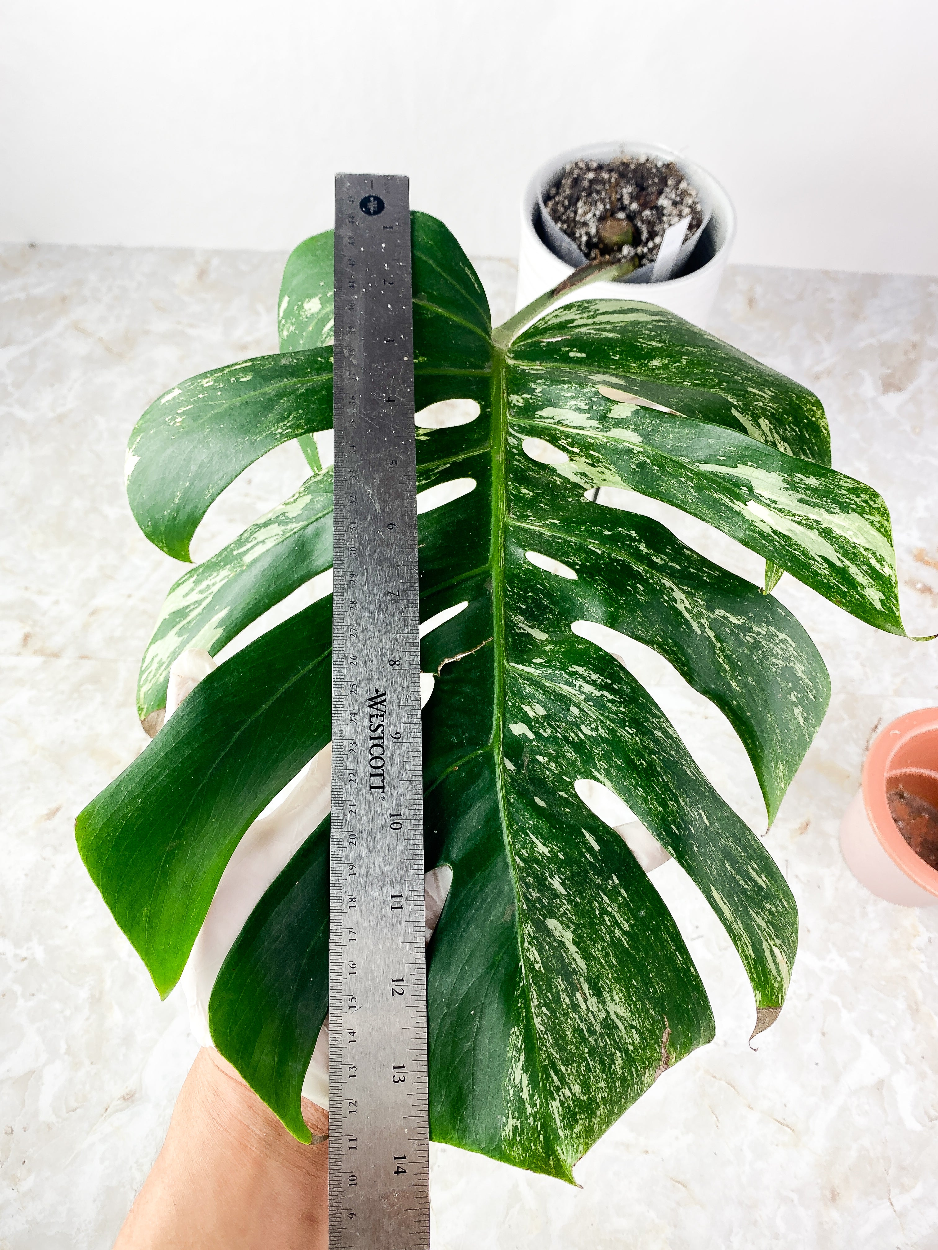 Monstera Albo Rooted 1 huge leaf 14"