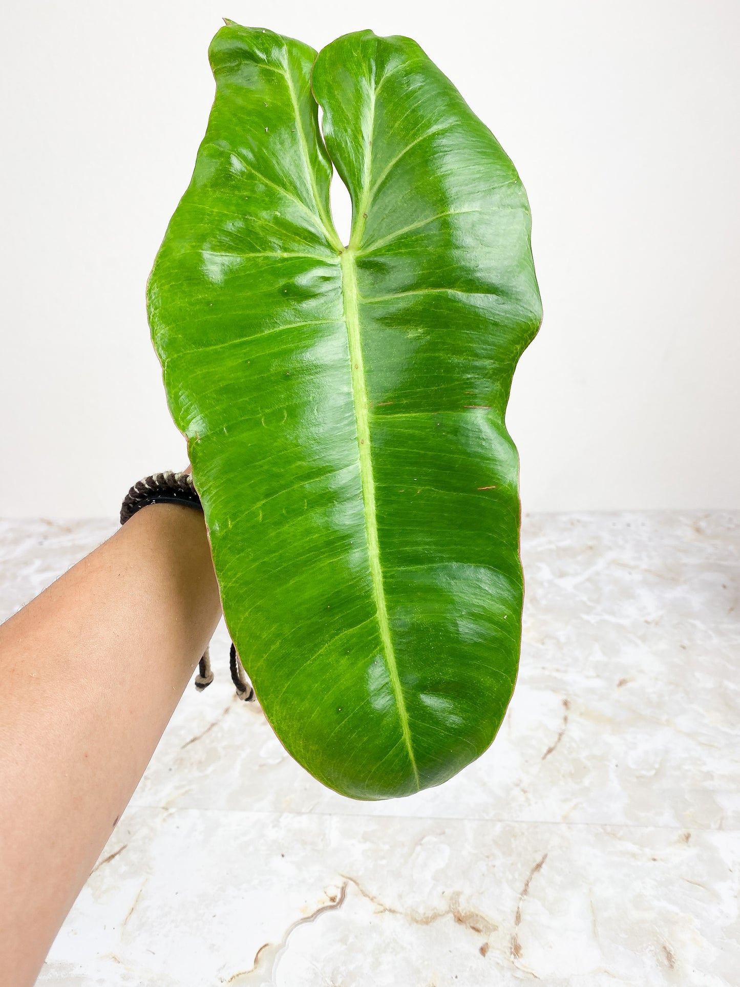 Private Sale: Philodendron Paraiso Verde rooting cutting