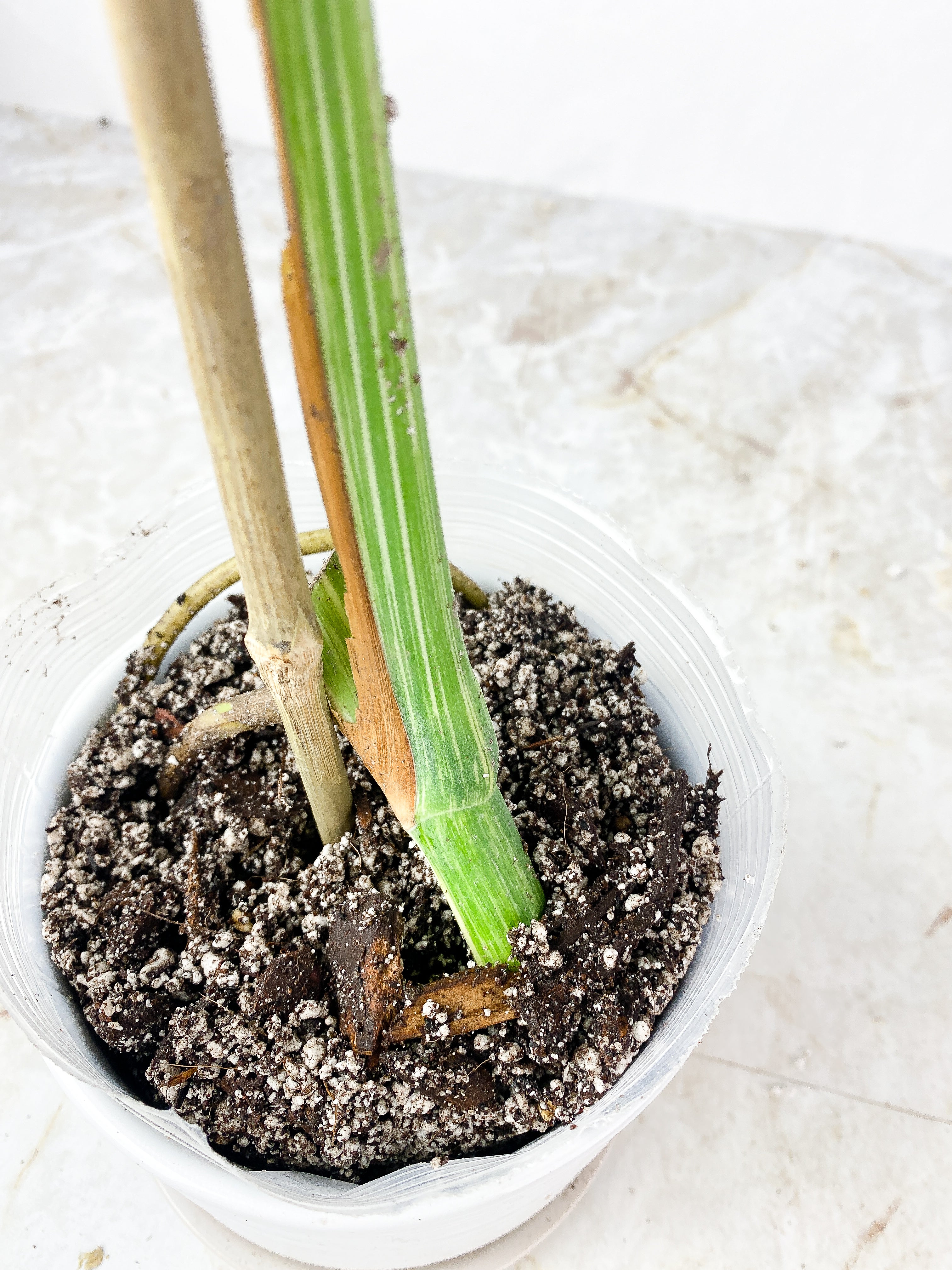 Monstera Albo Rooted 1 huge leaf with fenestration on mid rip