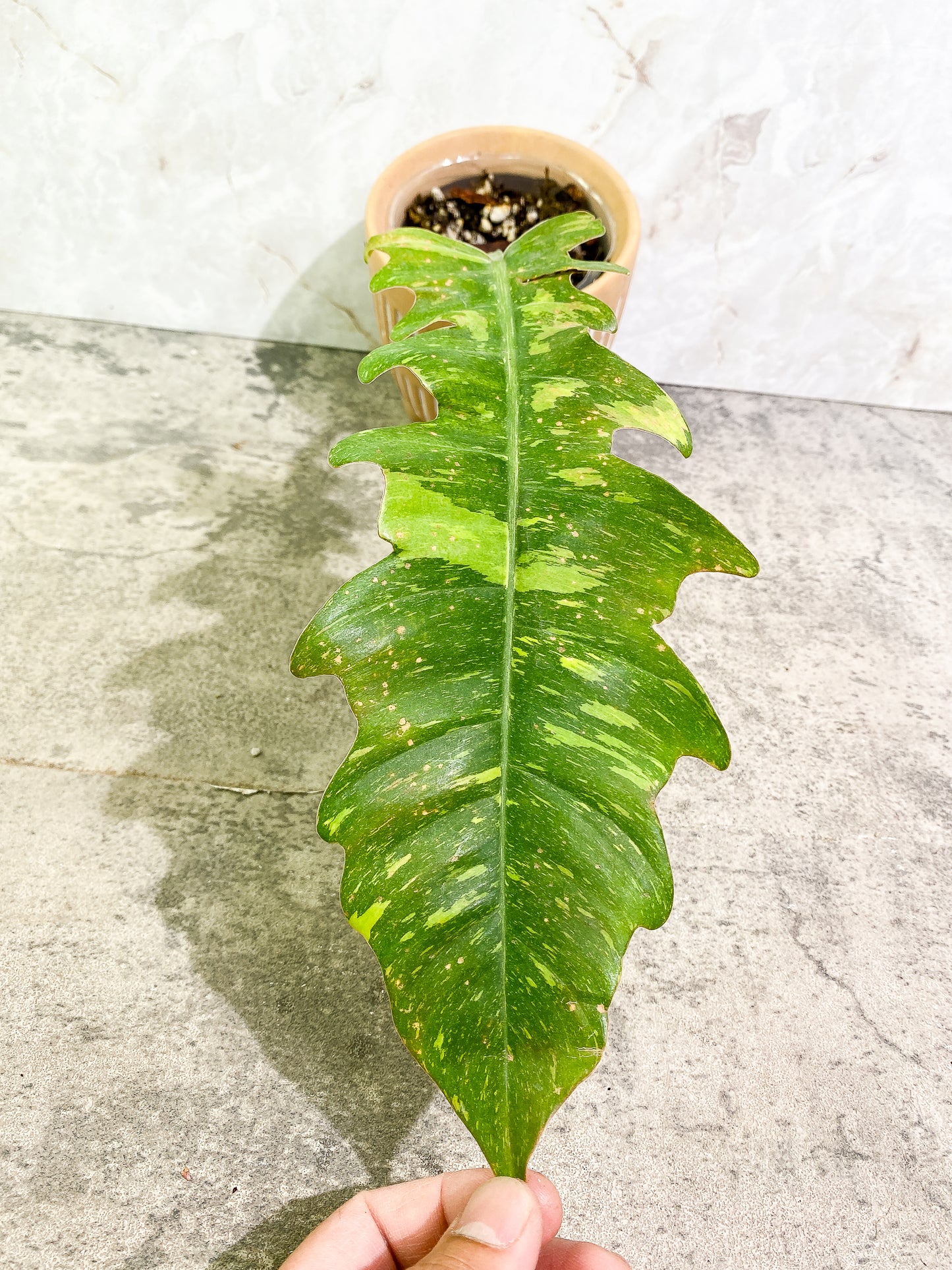 0 Philodendron Ring of Fire 1 leaf Rooted