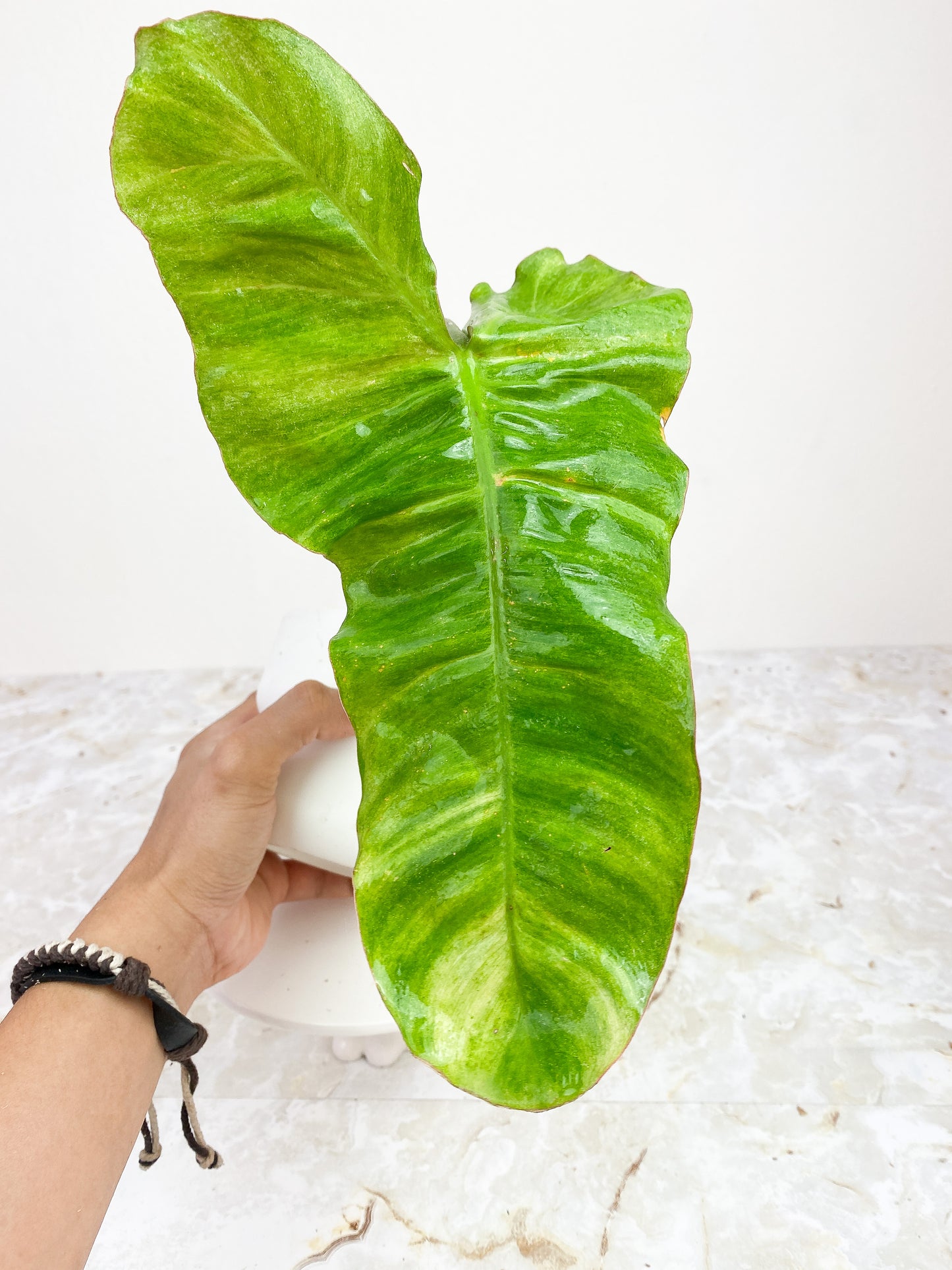 Private Sale: Philodendron Paraiso Verde rooted