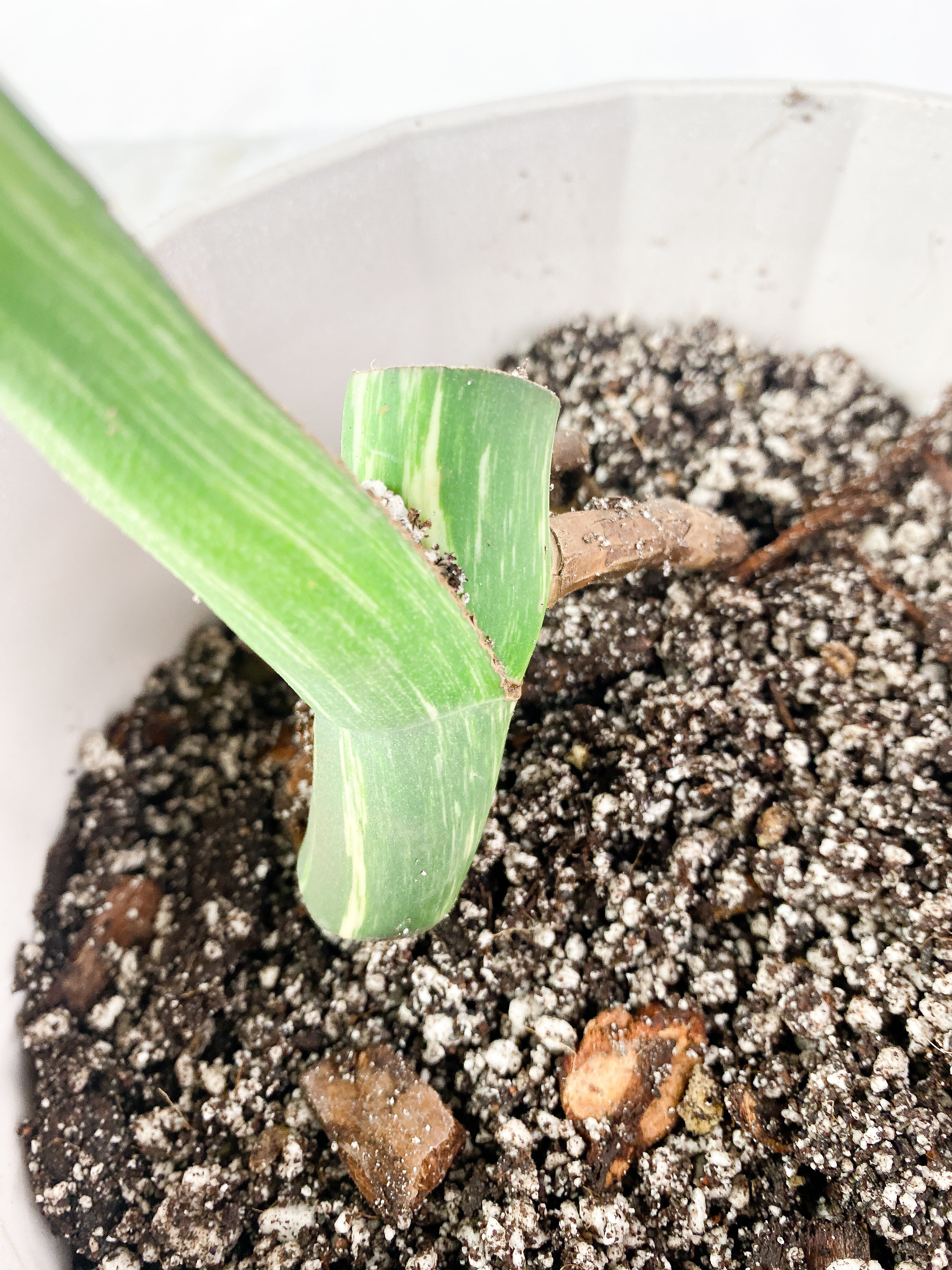 Monstera Albo Rooted 1 huge leaf with fenestration