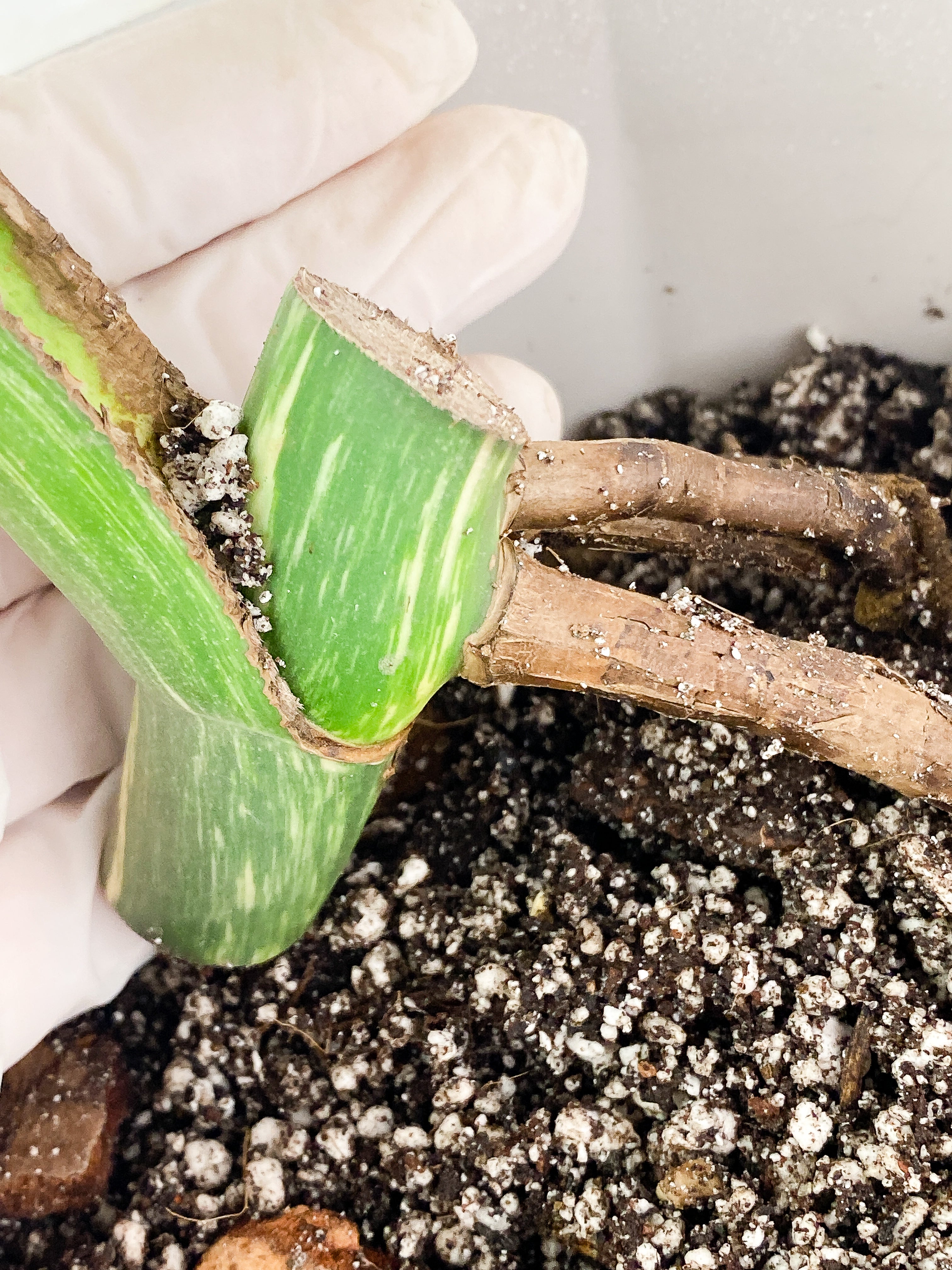 Monstera Albo Rooted 1 huge leaf with fenestration