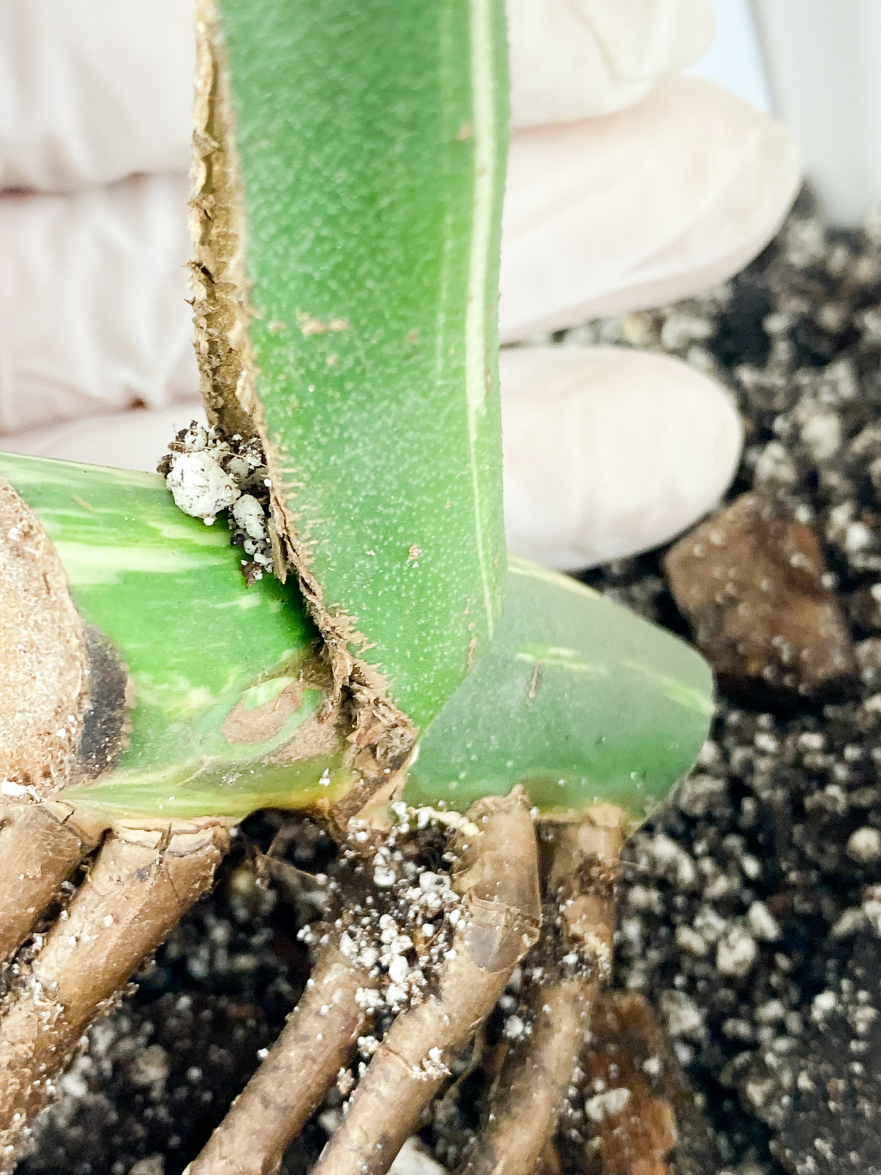 Monstera Albo Rooted 1 huge leaf with fenestration