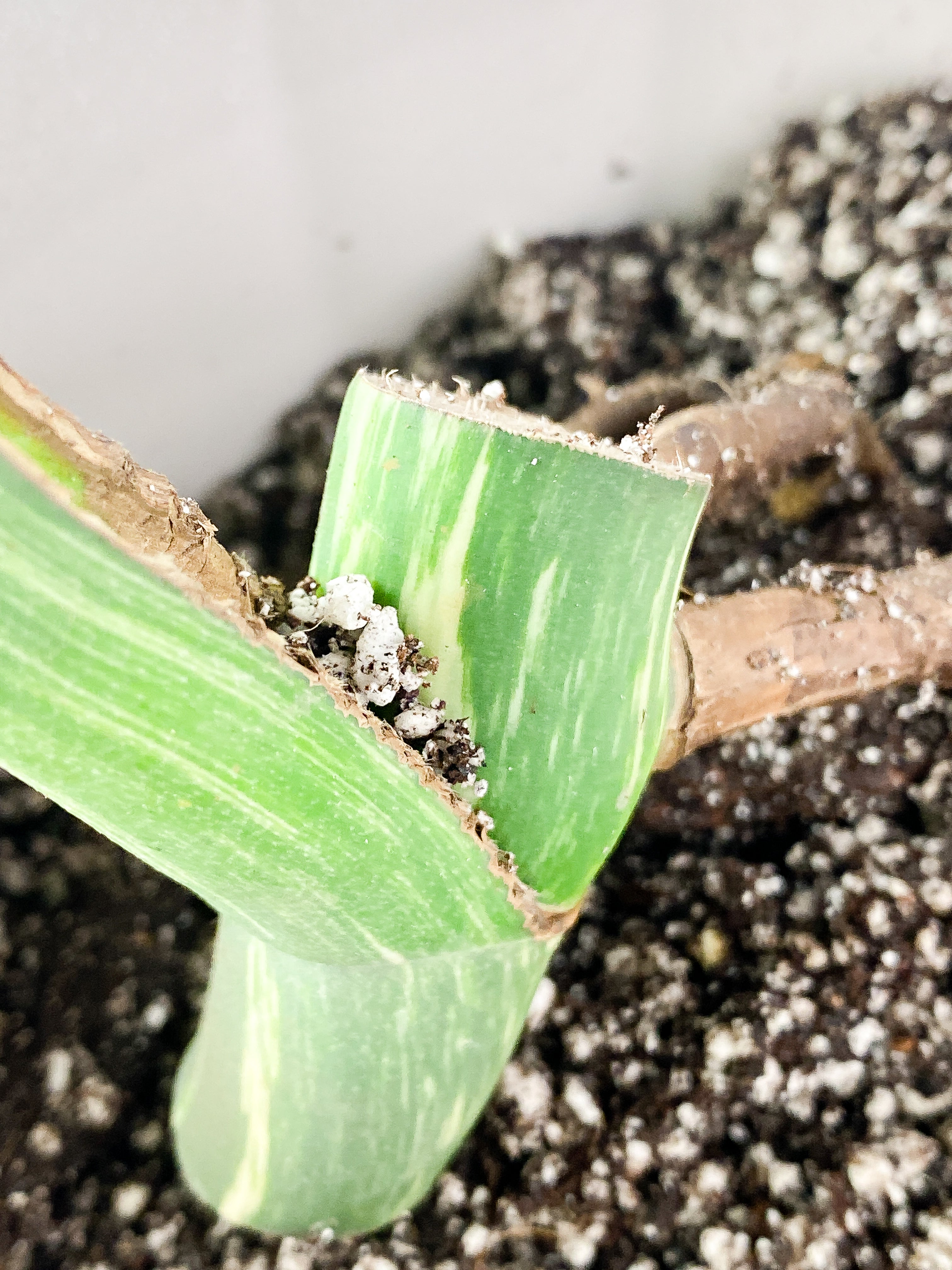 Monstera Albo Rooted 1 huge leaf with fenestration