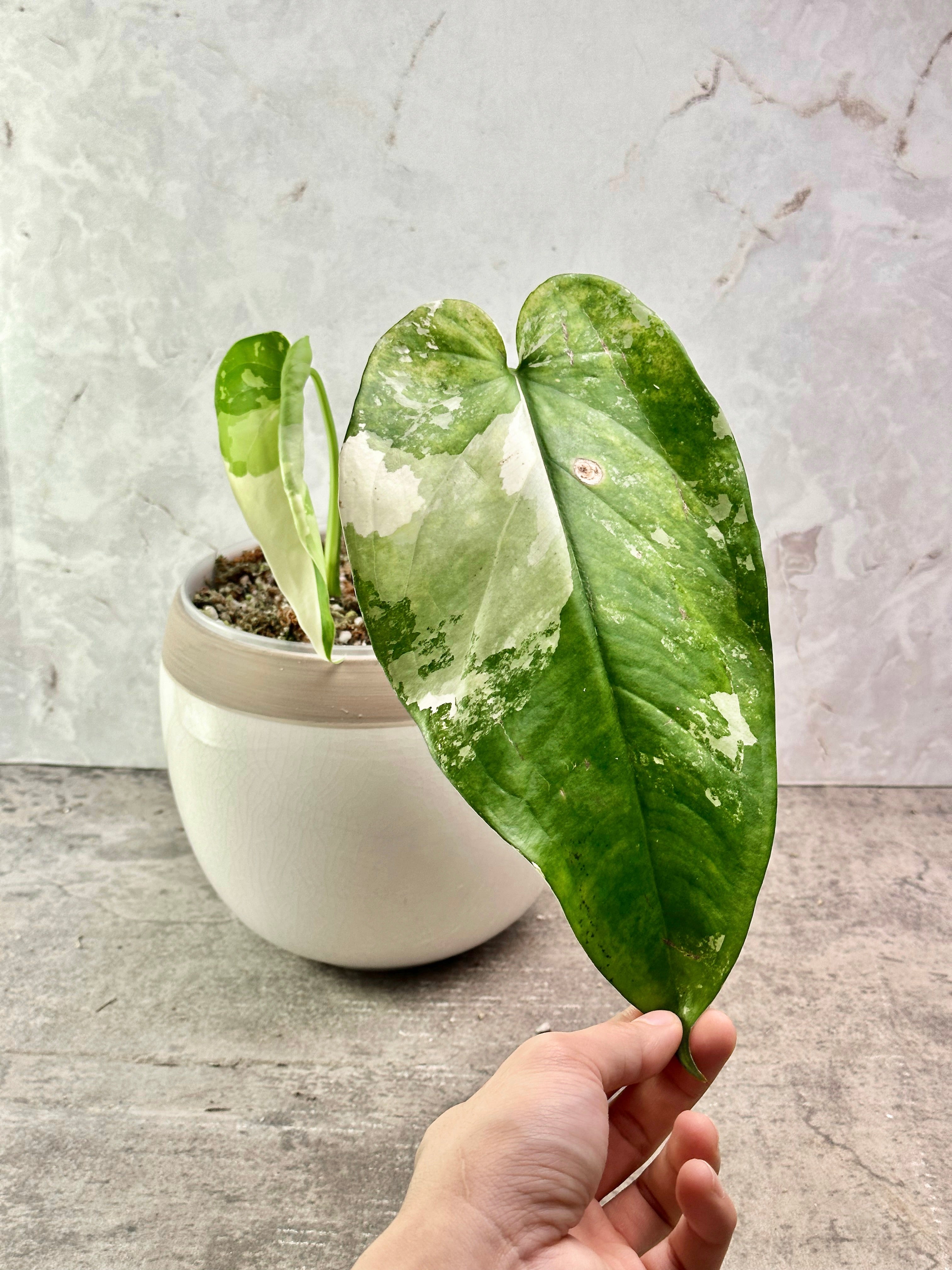 Syngonium Chiapense Variegated Rooted 1 leaf cutting