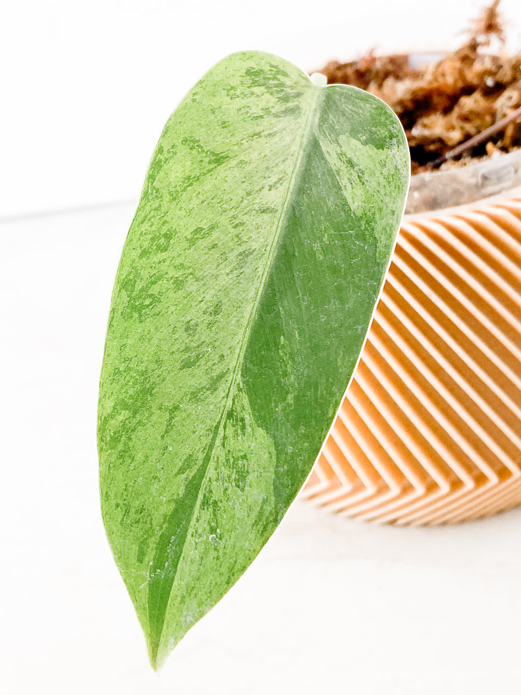 Philodendron  whipple way Slightly Rooted 1 leaf double node