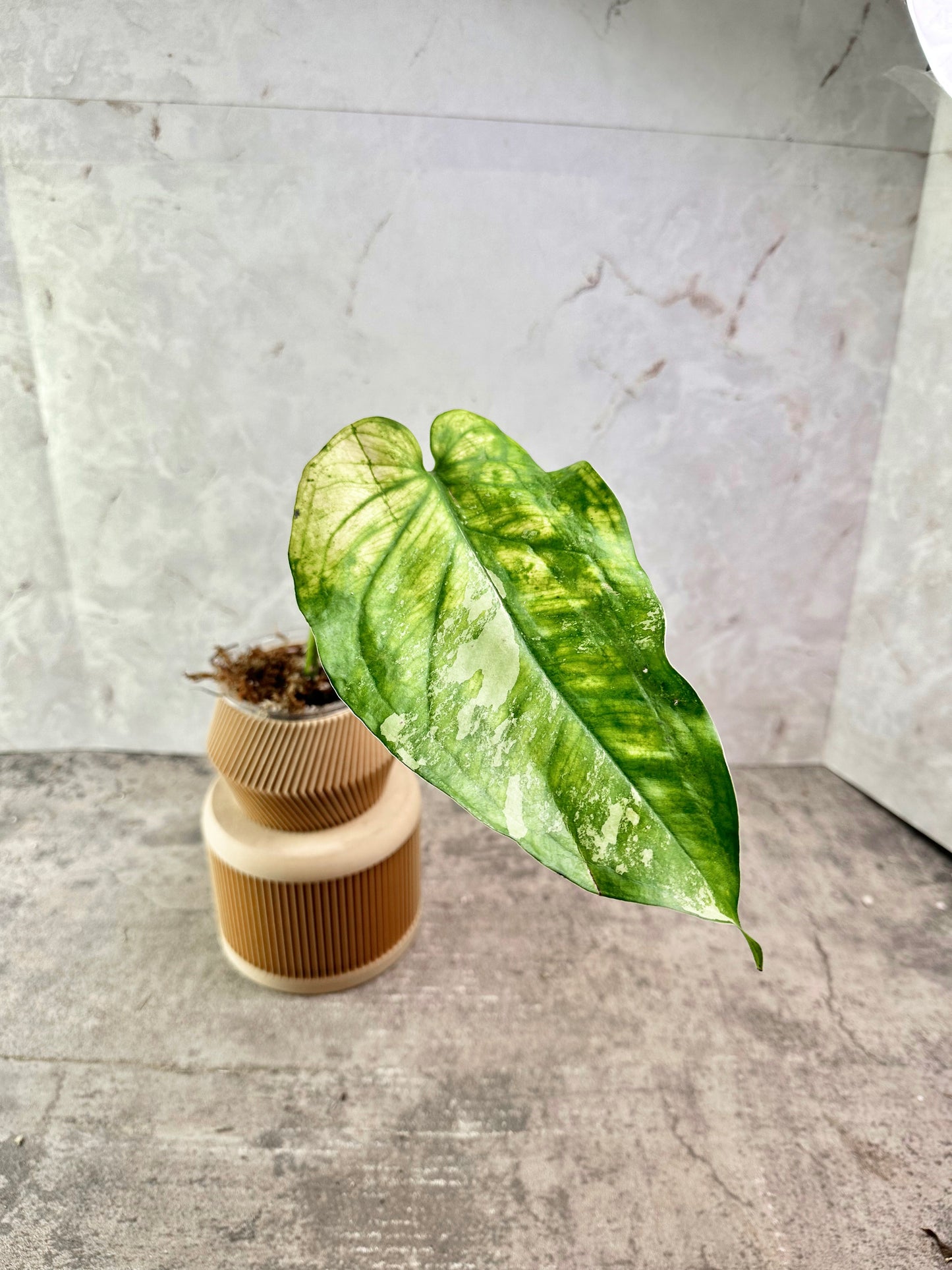 Syngonium Chiapense Variegated Rooted 1 leaf cutting