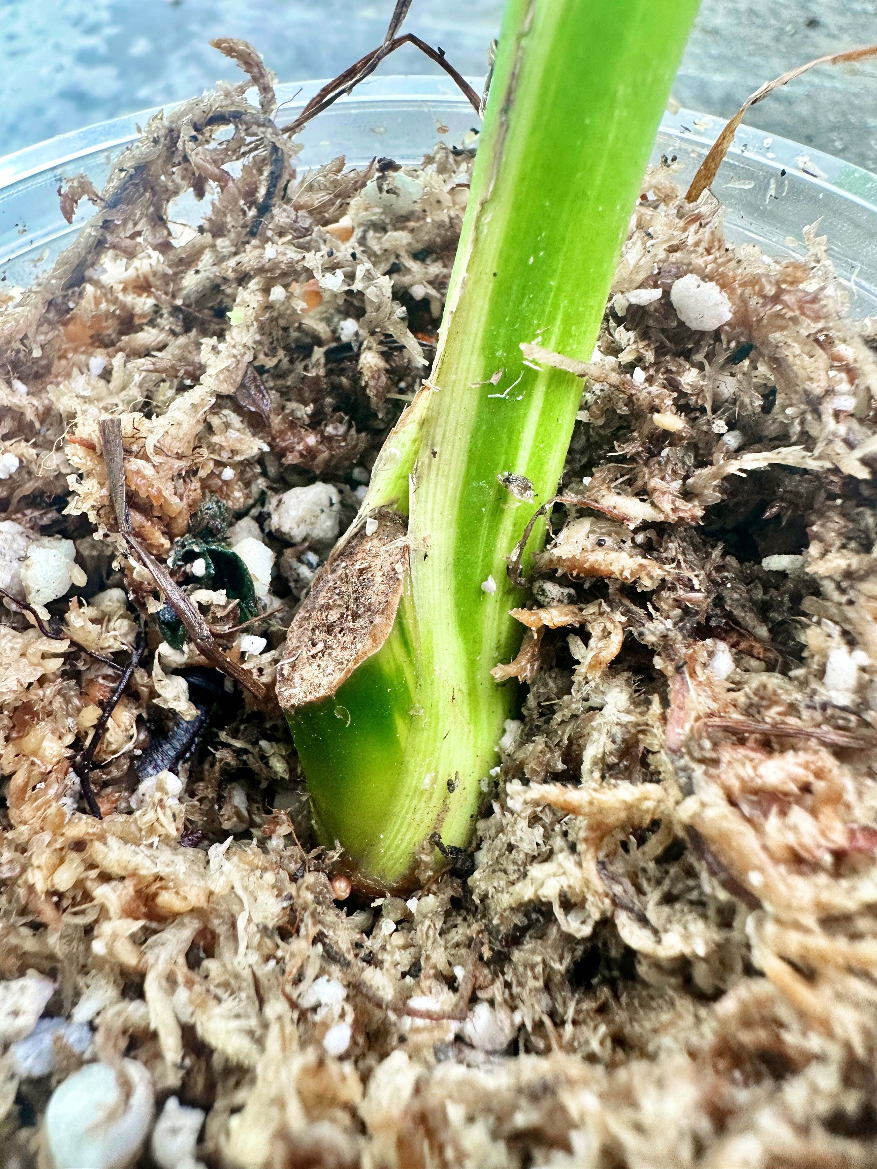 Syngonium Chiapense Variegated Rooted 1 leaf cutting