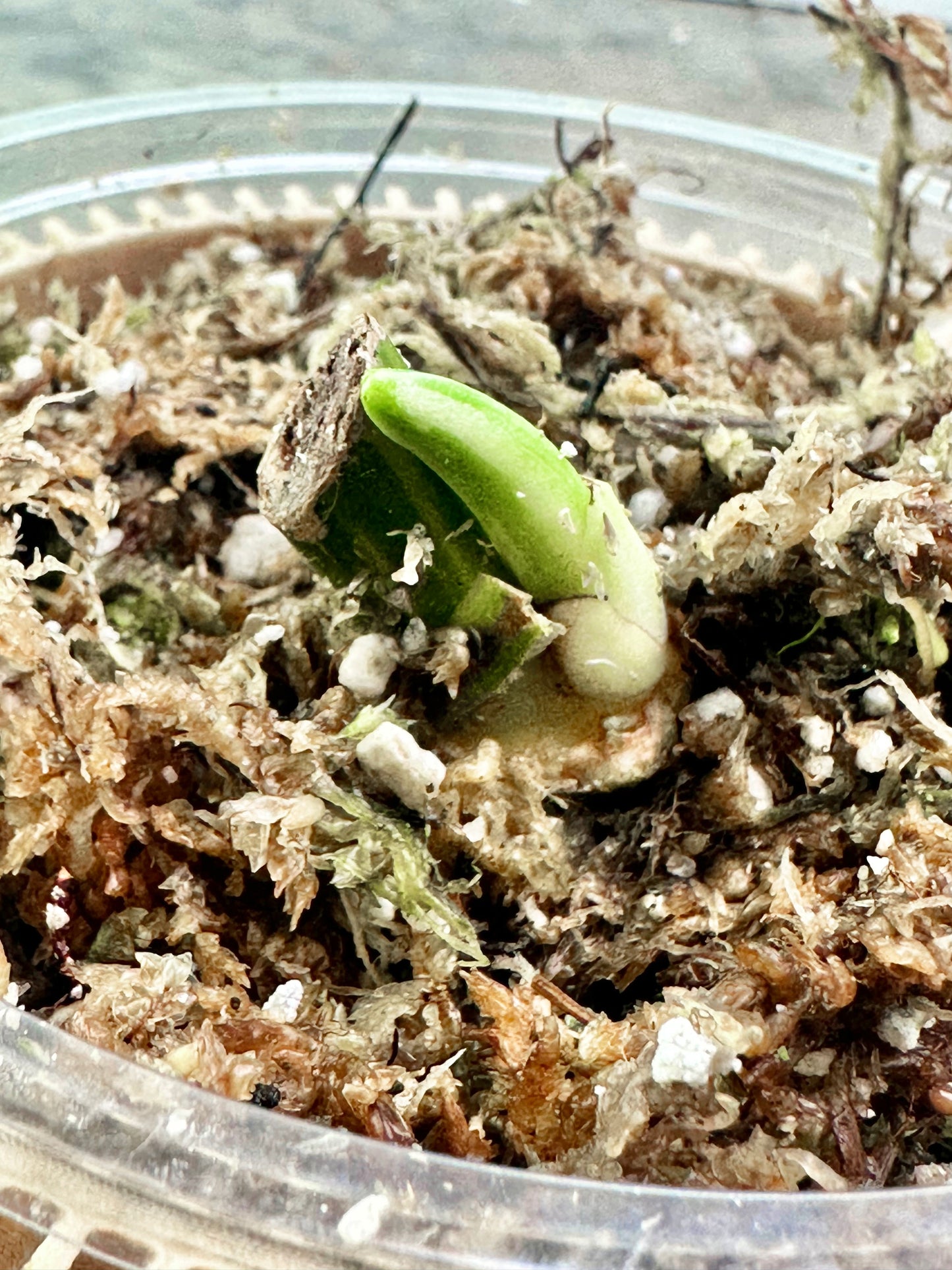Syngonium Chiapense Variegated Rooted sprout