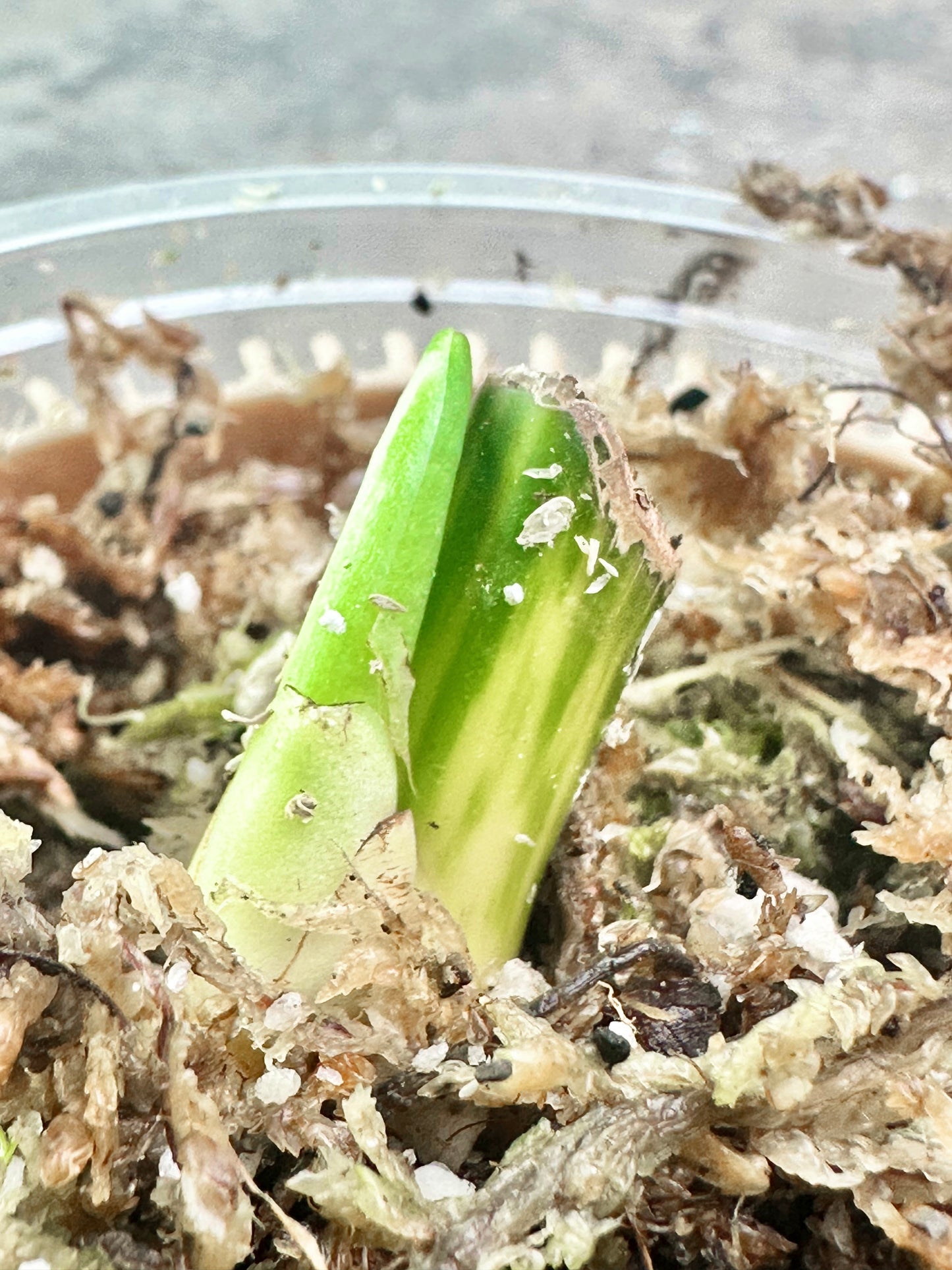 Syngonium Chiapense Variegated Rooted sprout