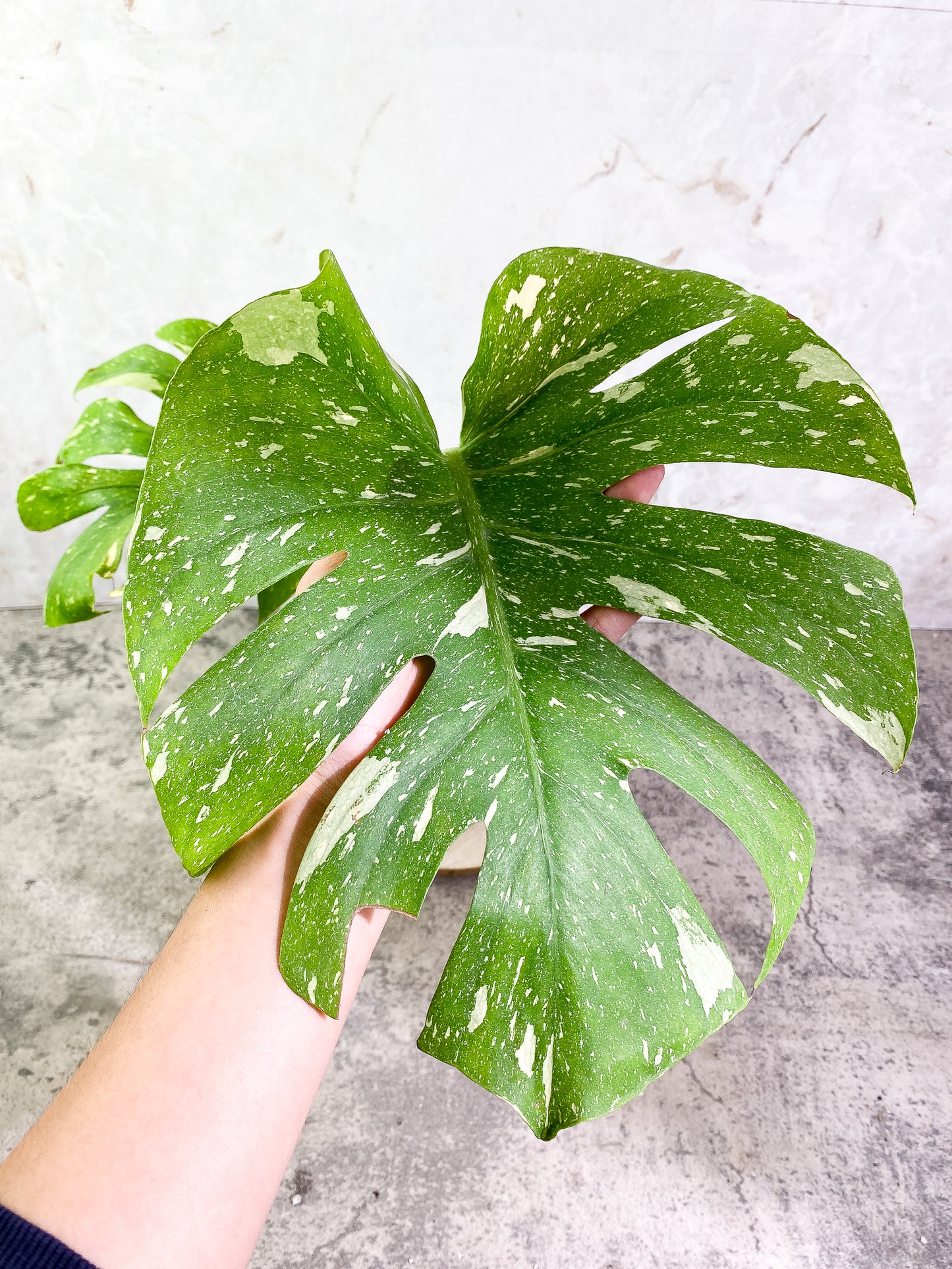 Monstera Thai Constellation Rooted 2 leaves Rooted