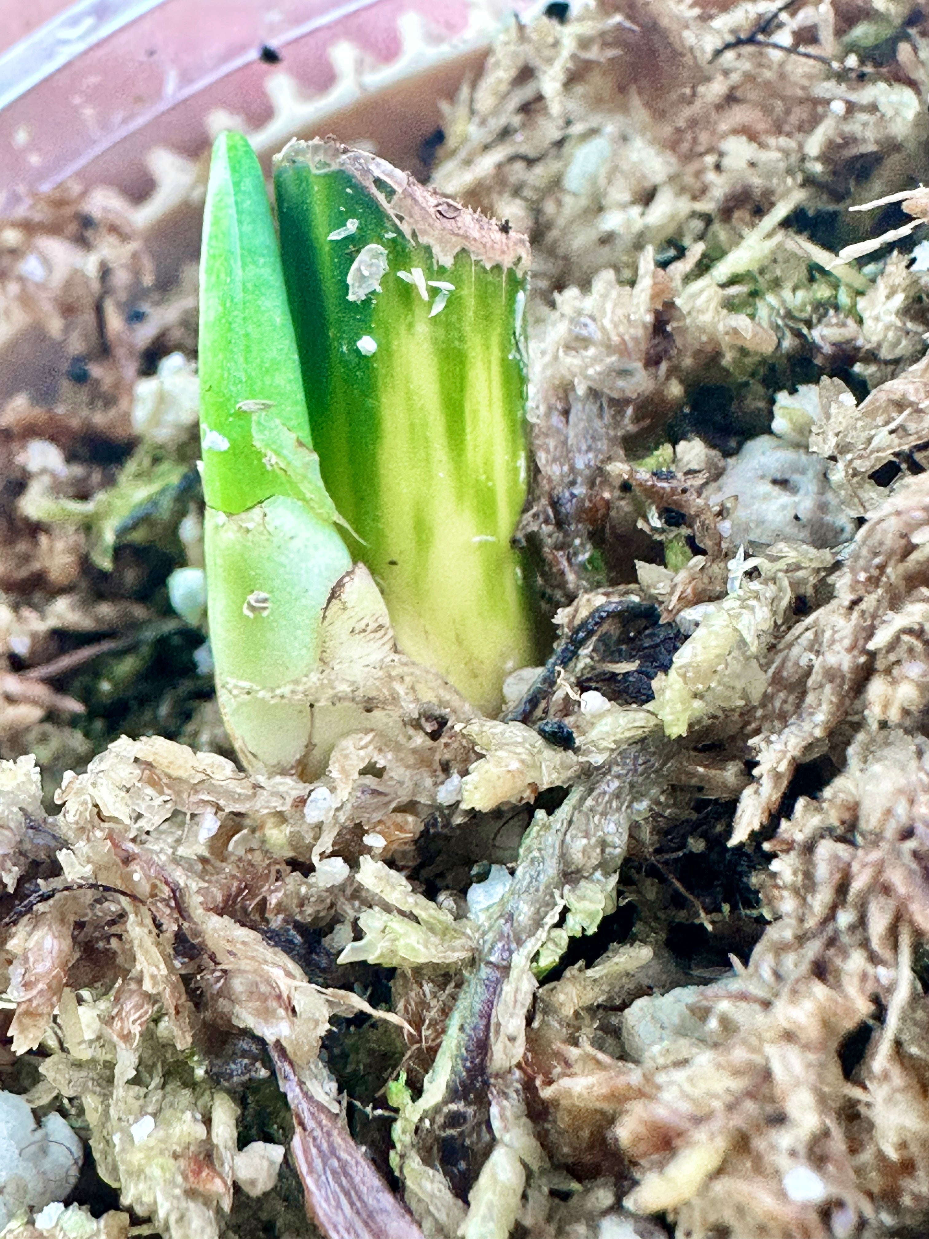 Syngonium Chiapense Variegated Rooted sprout