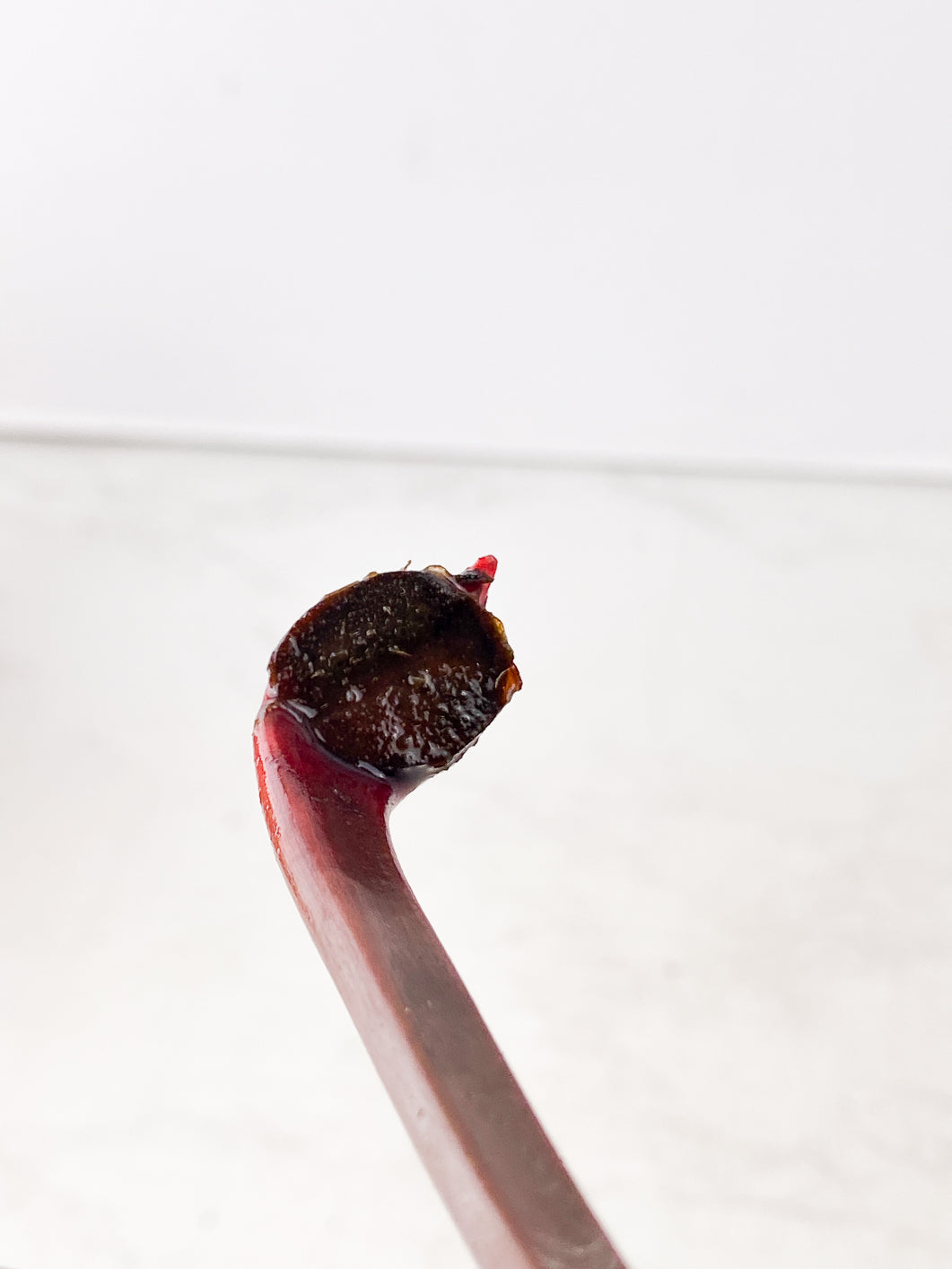 hilodendron firebird unrooted 1 leaf 1 sprout