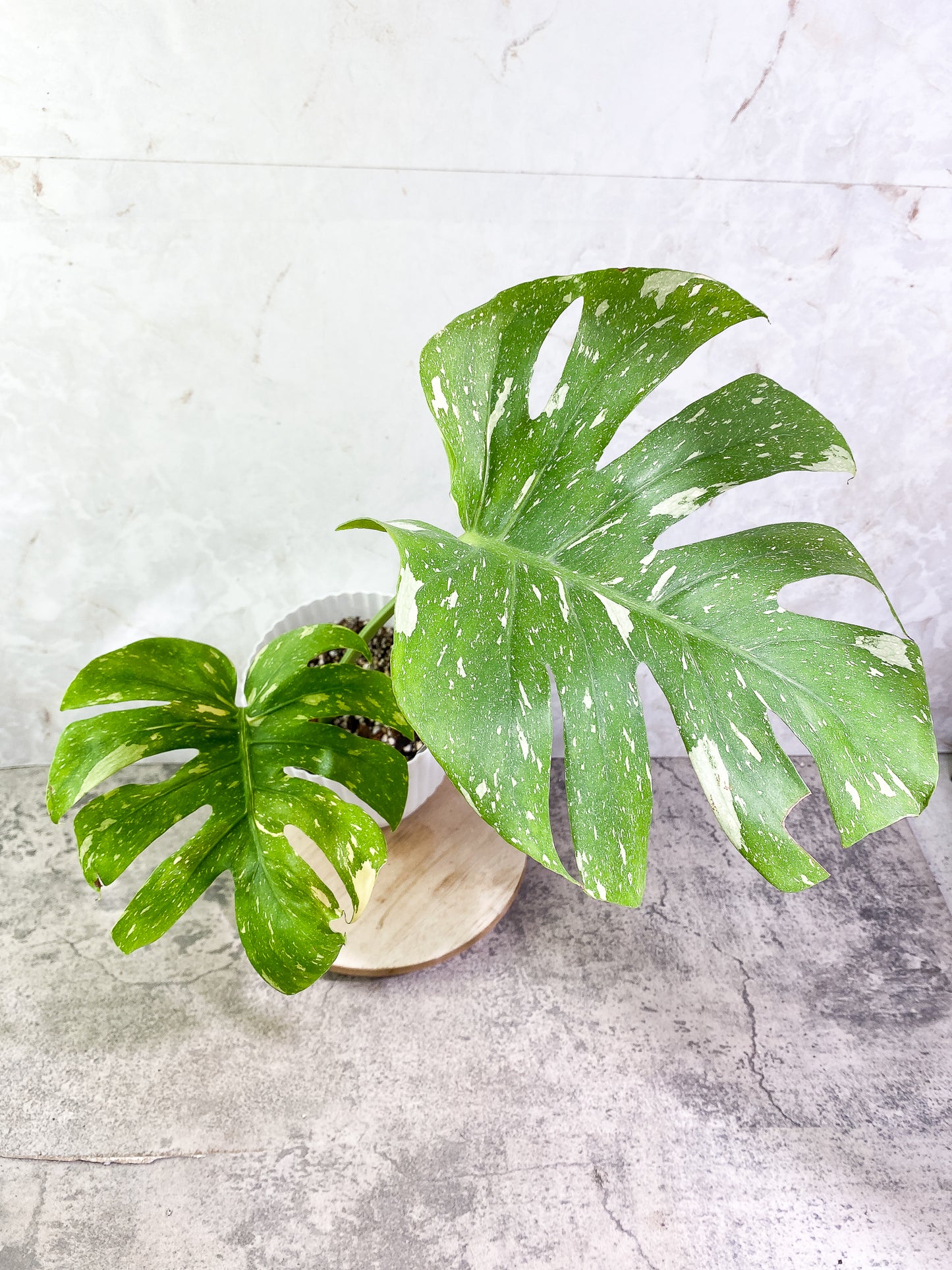 Monstera Thai Constellation Rooted 2 leaves Rooted