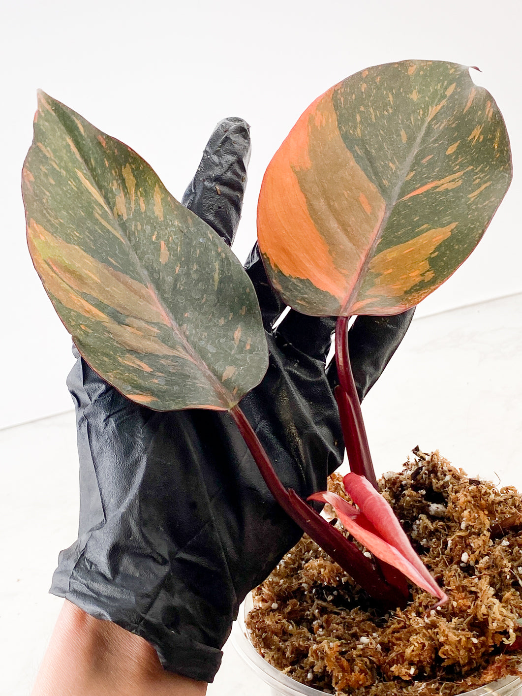 Philodendron  orange princess