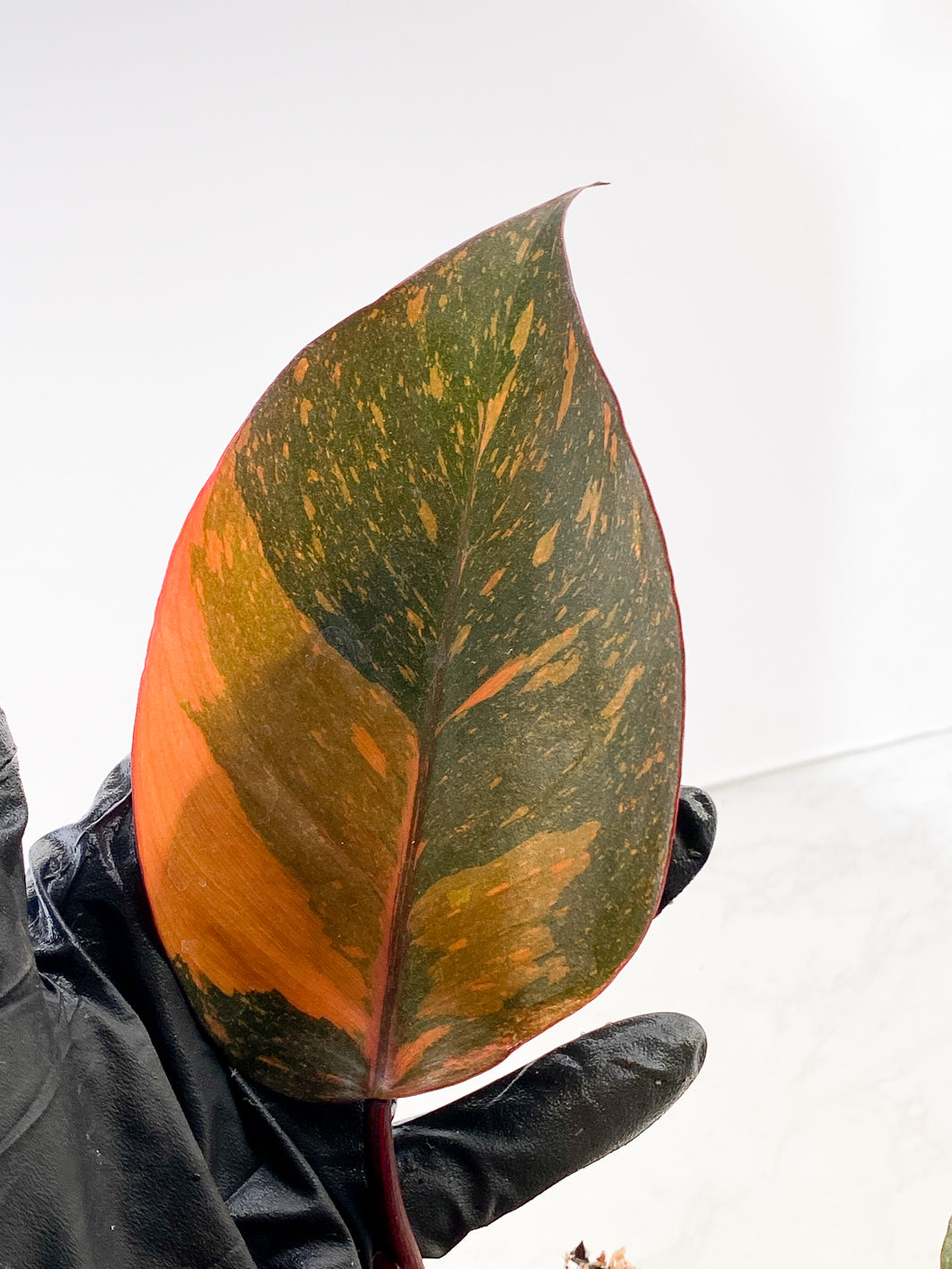 Philodendron  orange princess