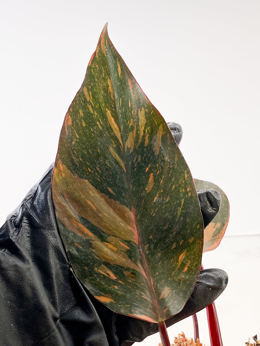 Philodendron  orange princess