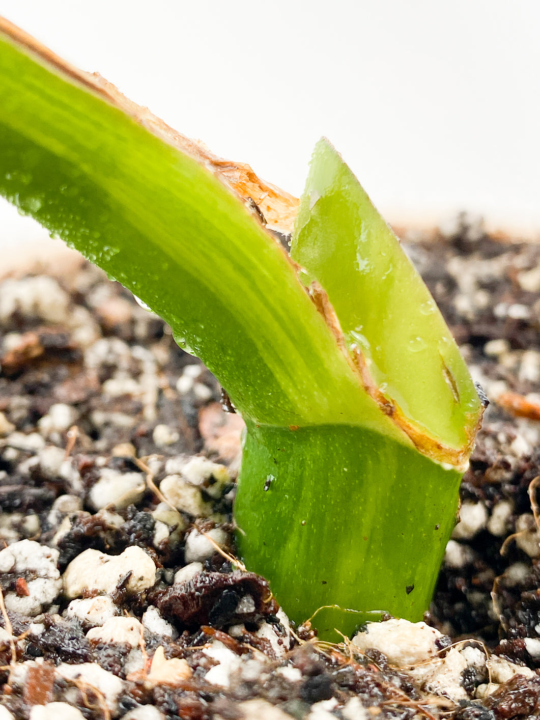 Monstera Aurea Tricolor Slightly Rooted 1 leaf 1 growing bud