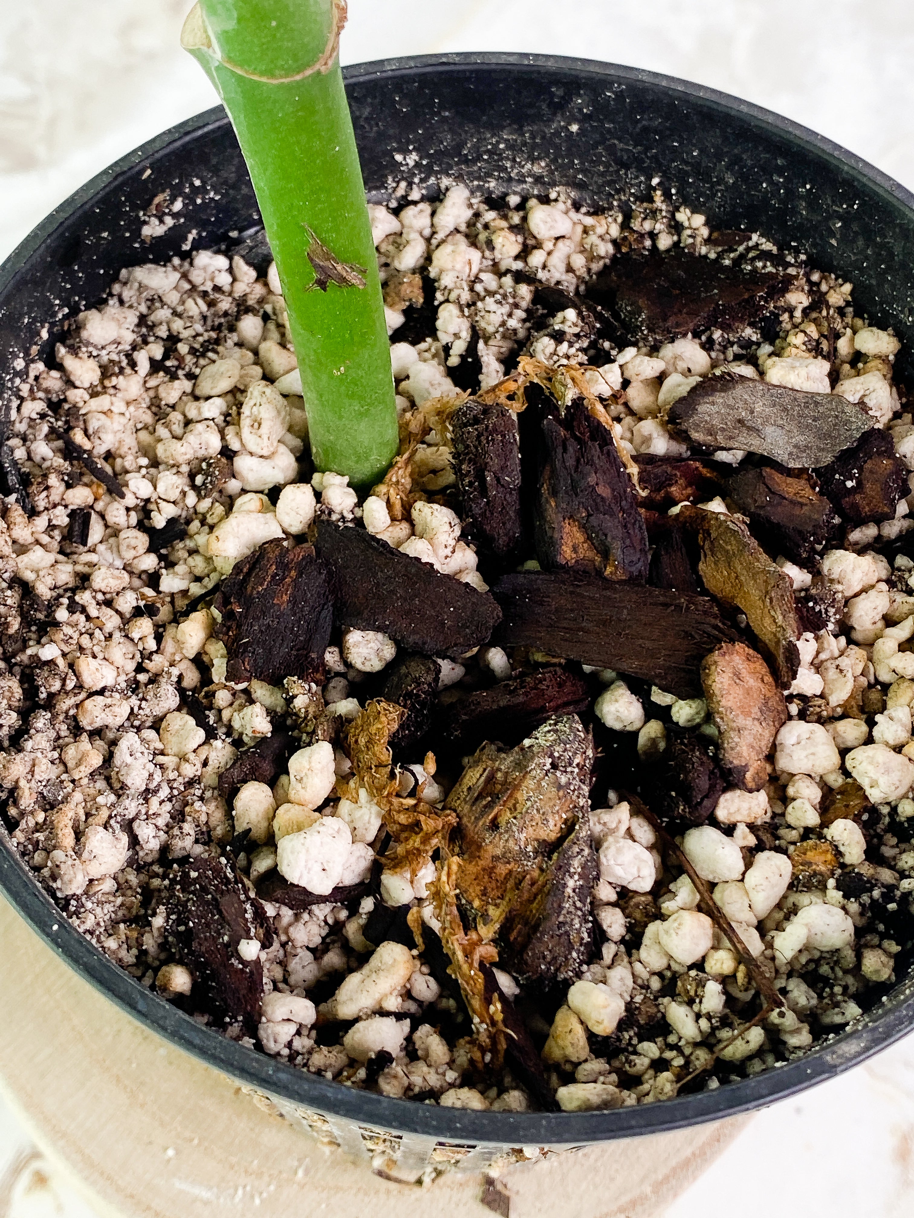 Rhaphidophora Pertusa node