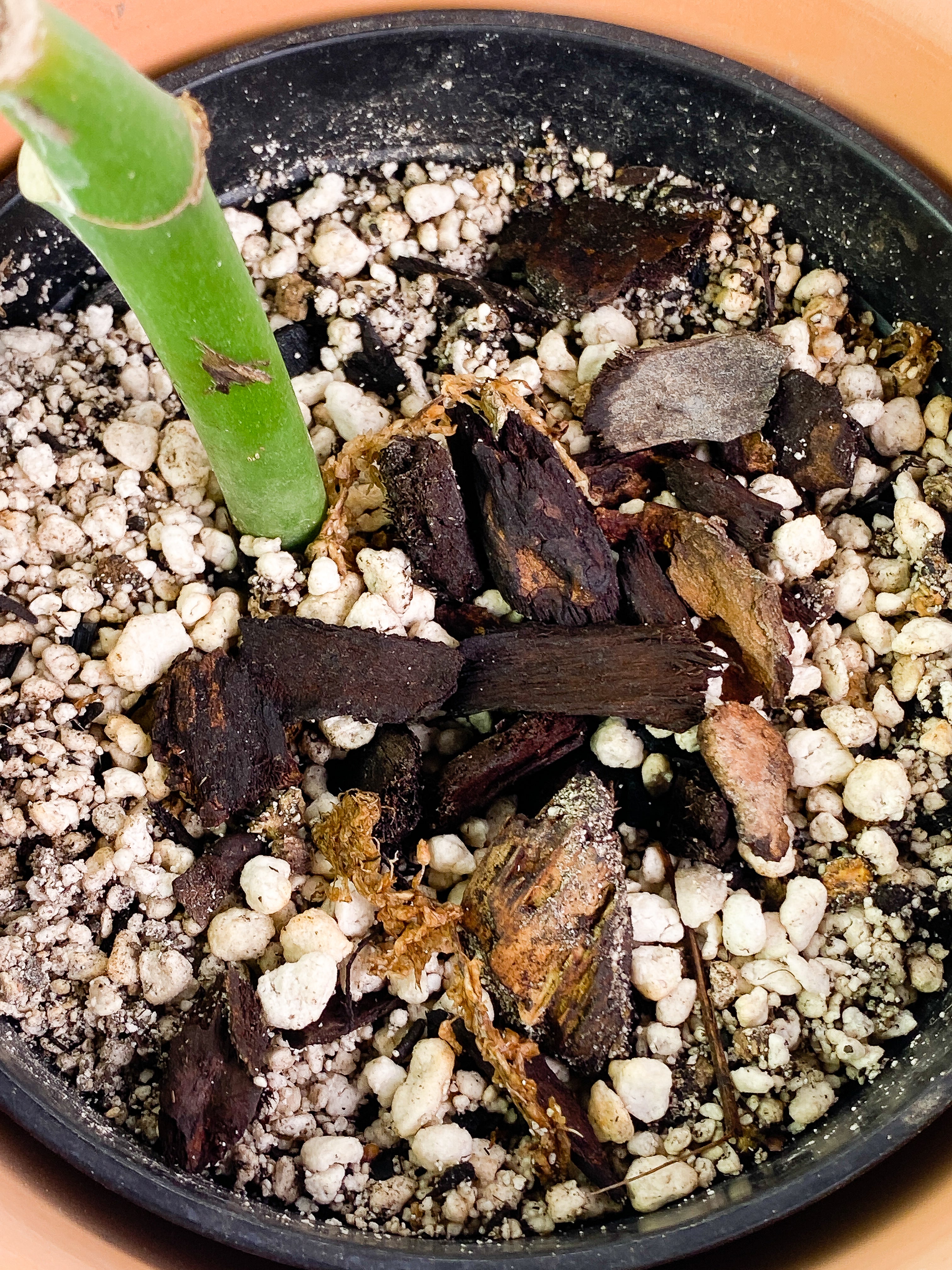 Rhaphidophora Pertusa node