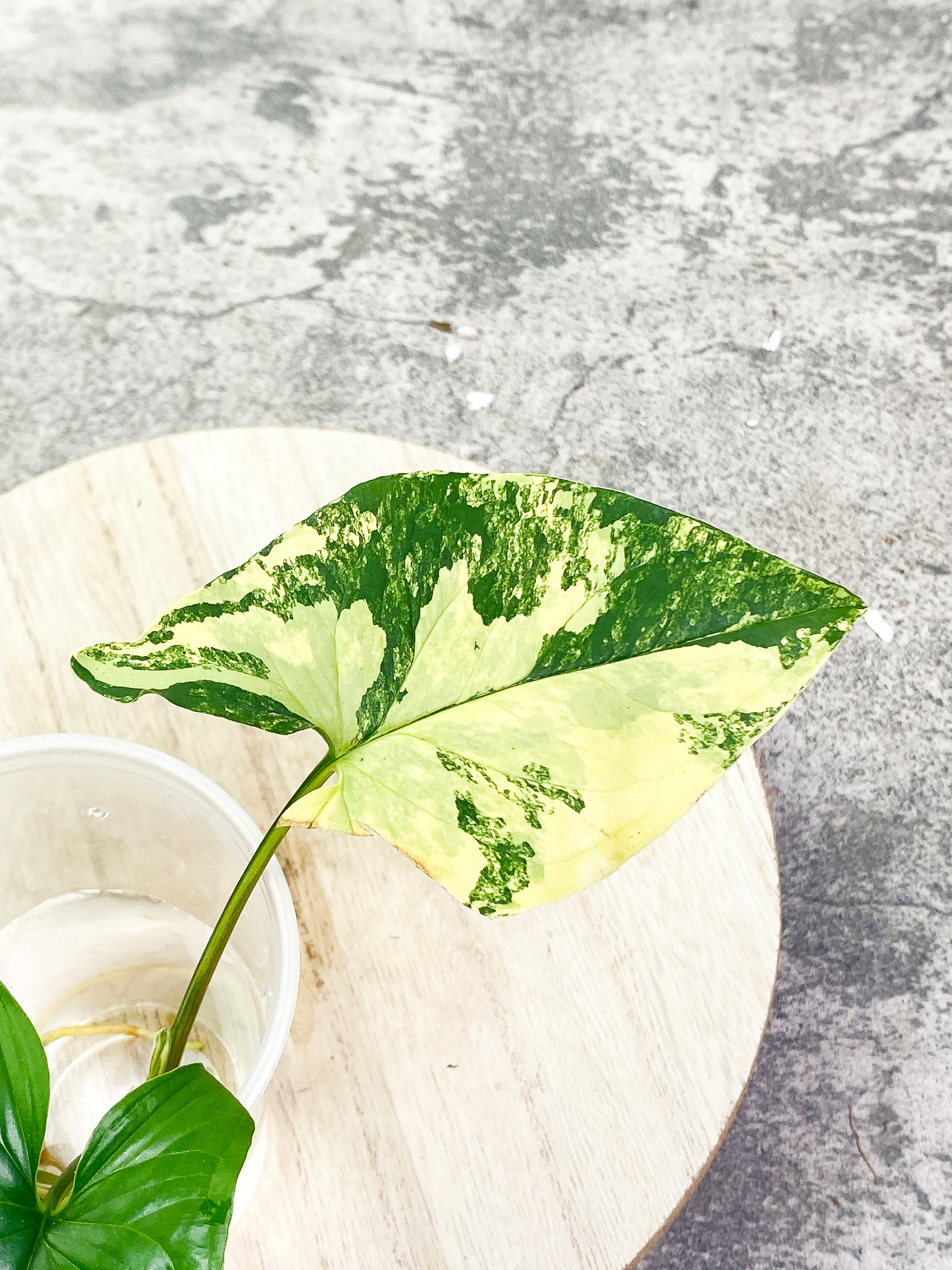 Syngonium Aurea rooting  3 leaves highly Variegated