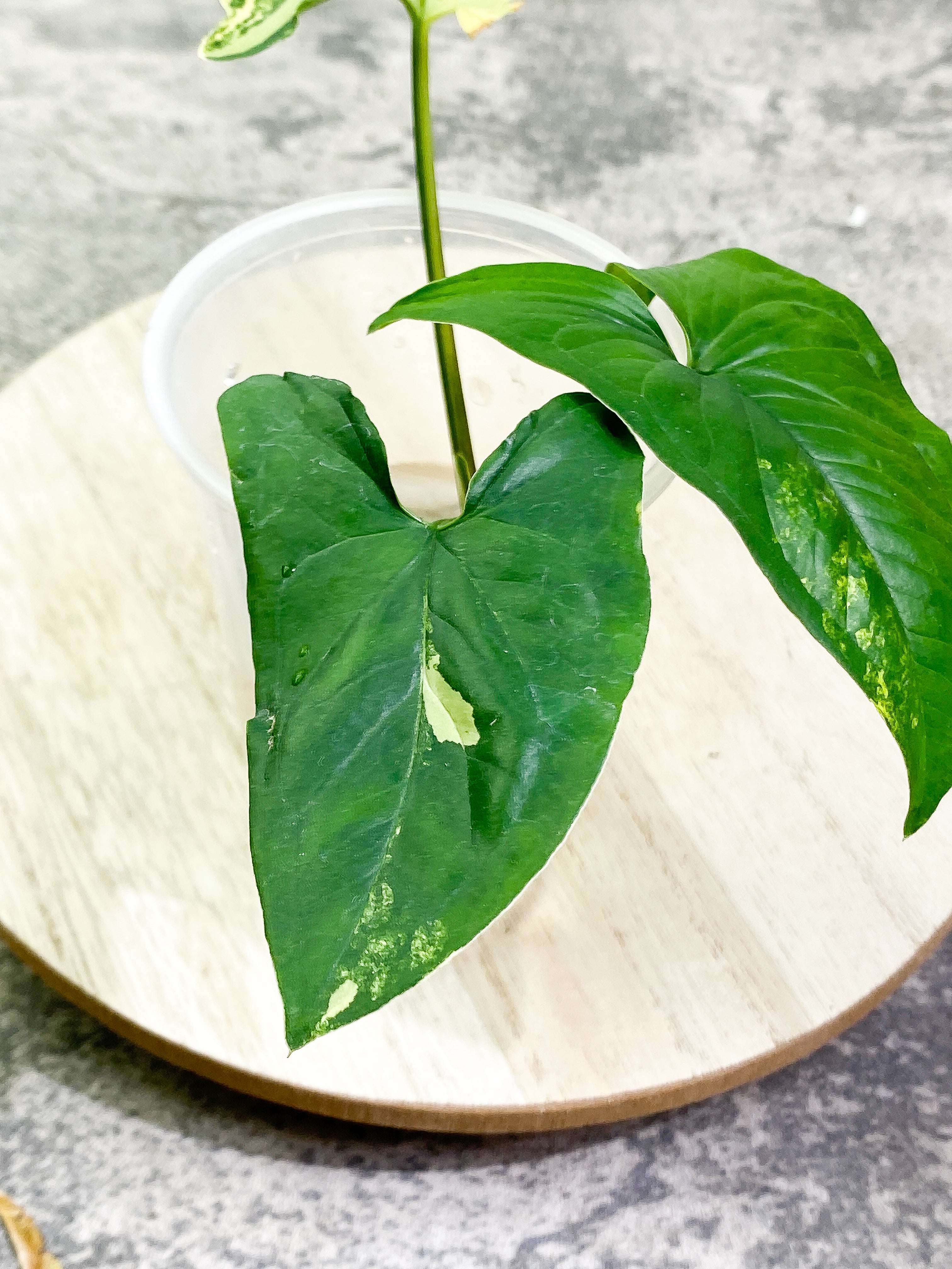 Syngonium Aurea rooting  3 leaves highly Variegated