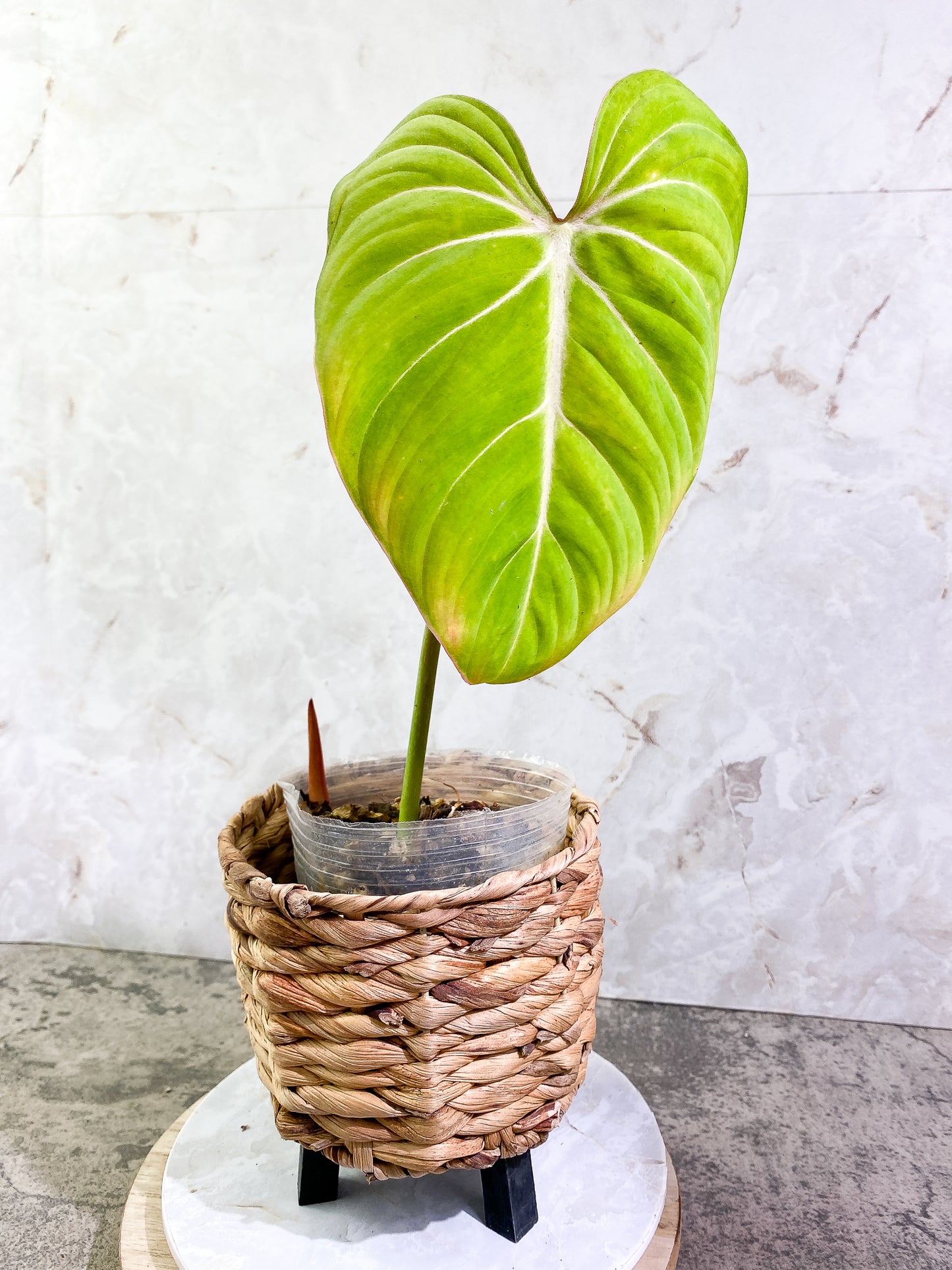 Philodendron Gloriosum 1 leaf 1 sprout Rooted