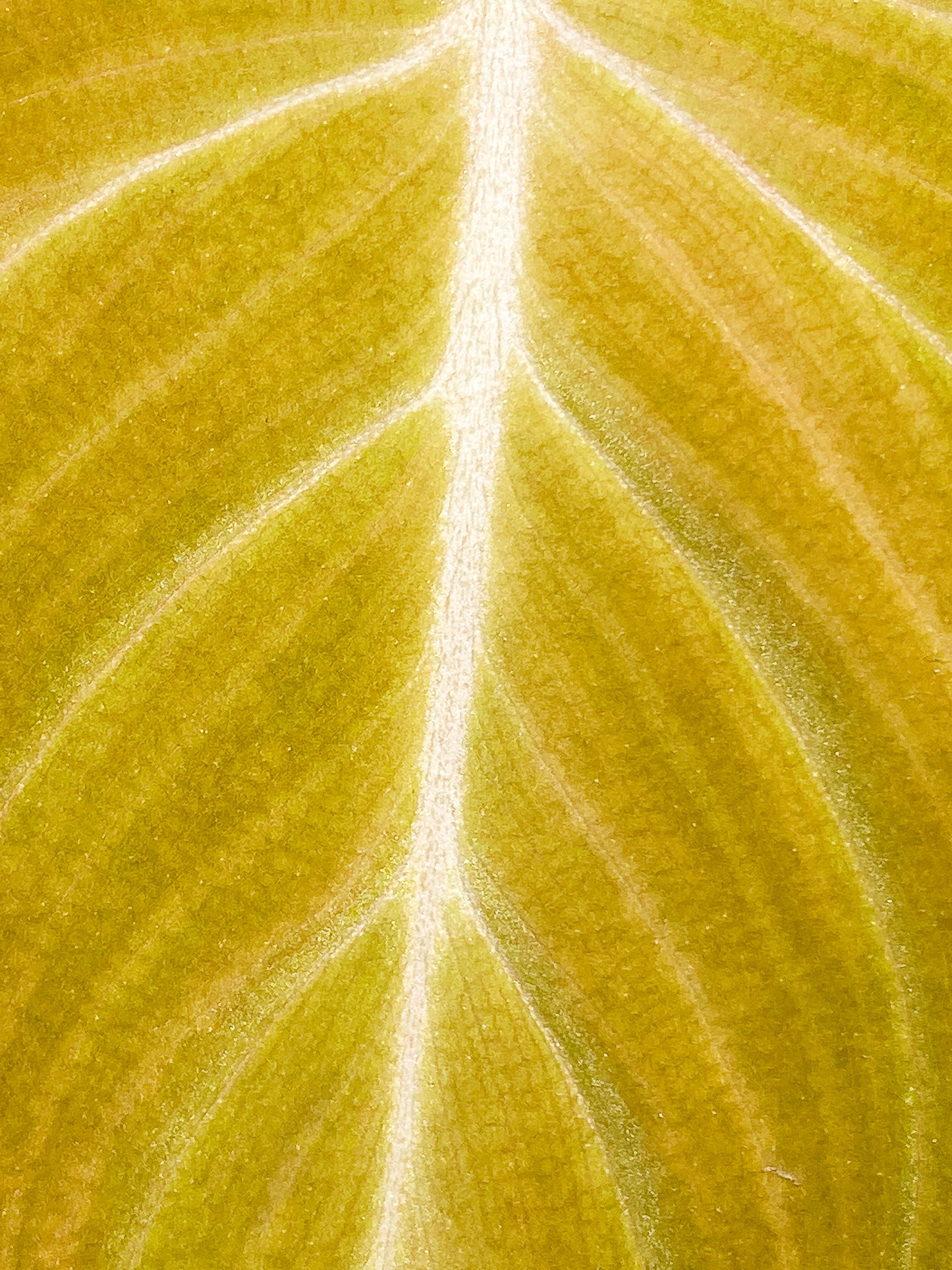 Philodendron Glorious 1 leaf slightly rooted