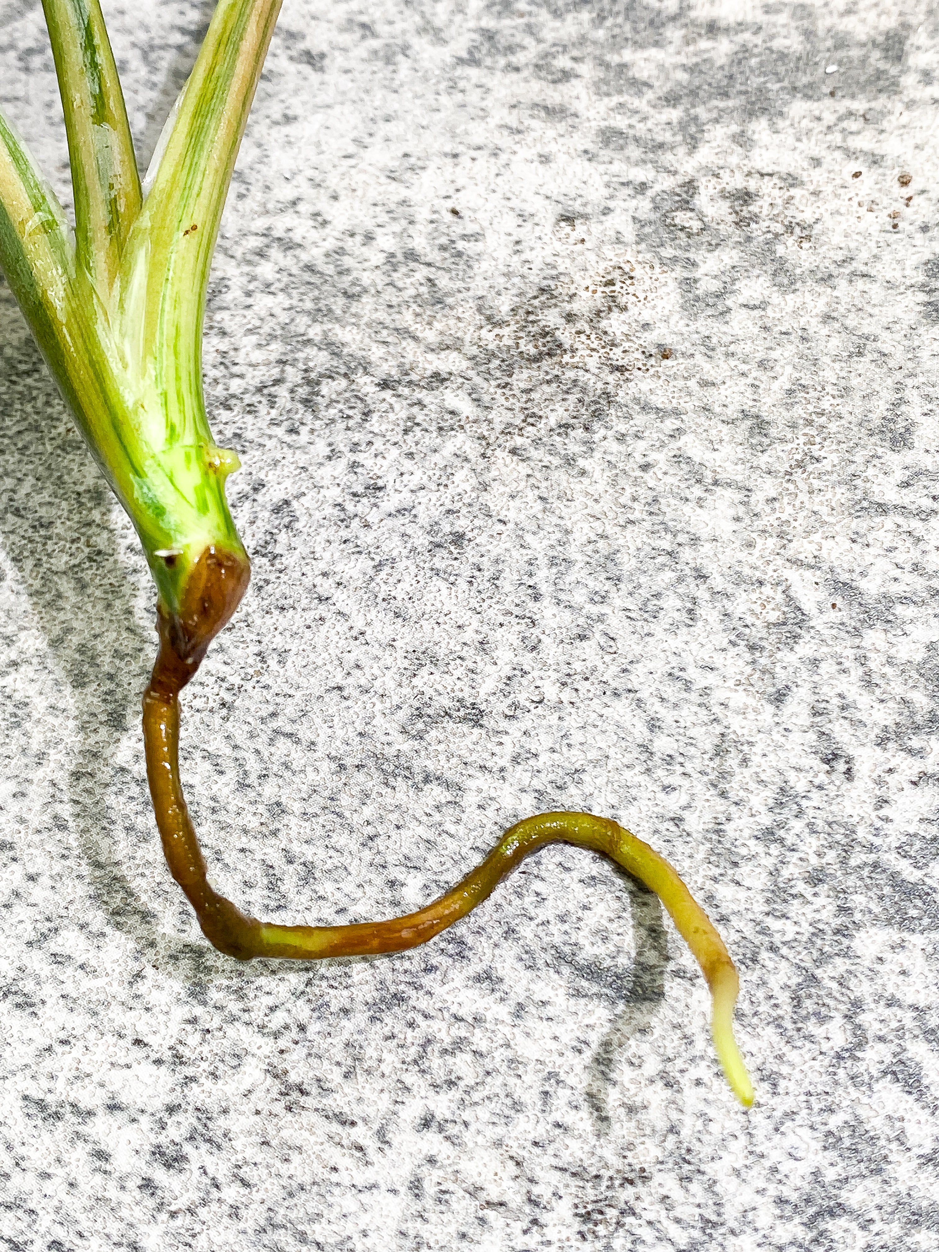 Syngonium Aurea rooting  3 leaves highly Variegated